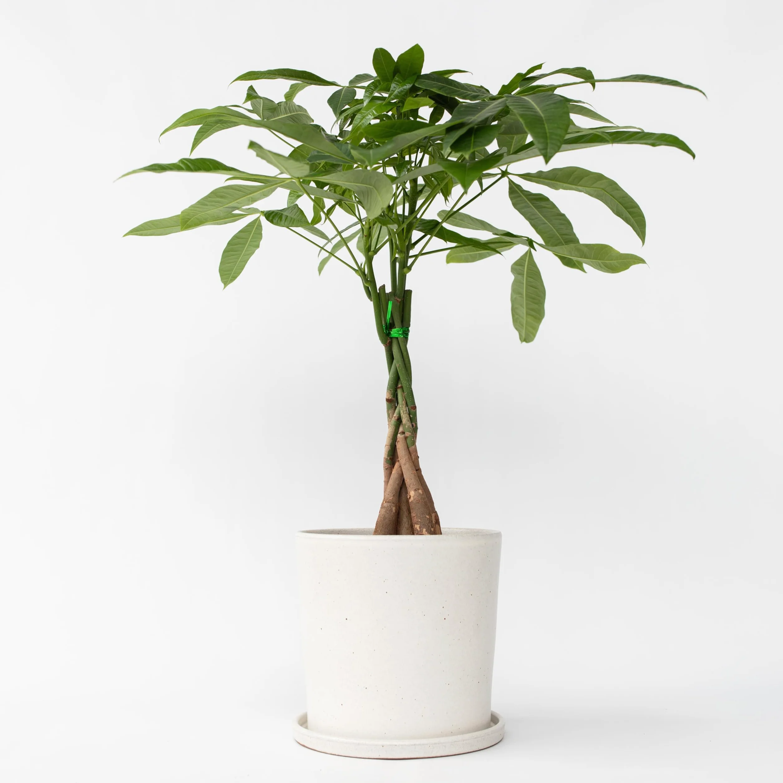 Plant in a Box - Pachira Auatica - Drzewko pieniędzy - Doniczka 17cm - Wysokość 60-70cm