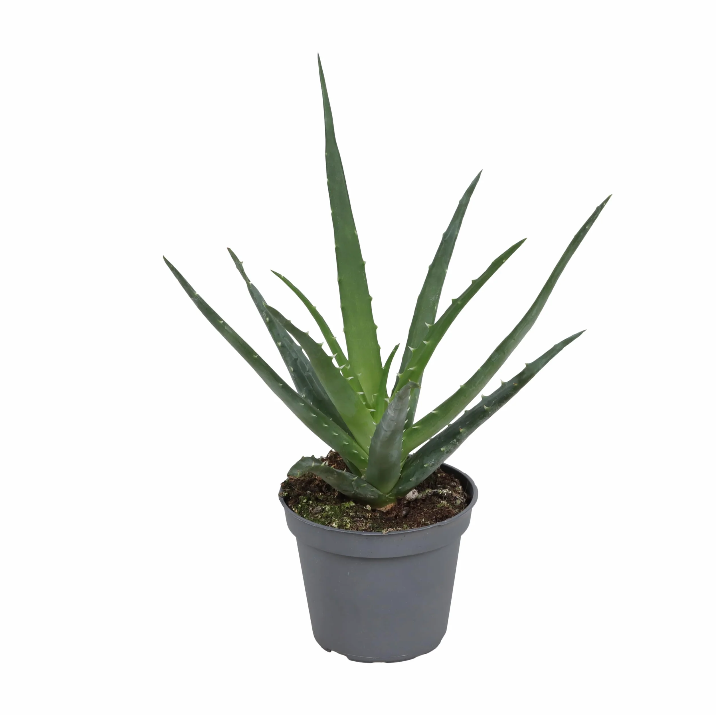 Roślina Aloe Vera 25 cm – prawdziwy aloes – roślina pokojowa