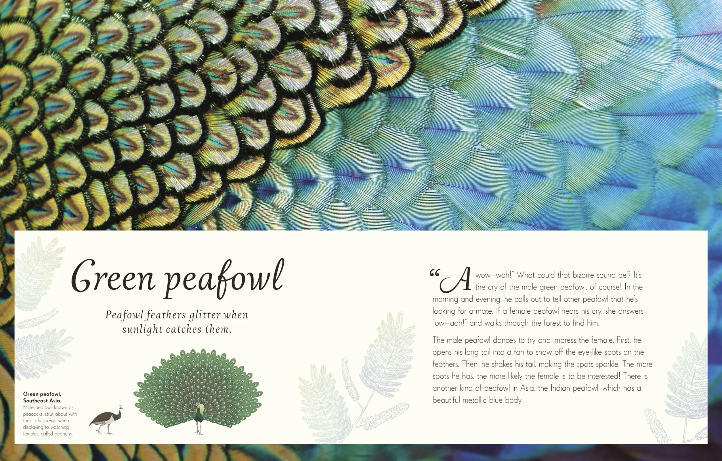 An Anthology of Exquisite Birds: Discover the Beauty of the Avian World