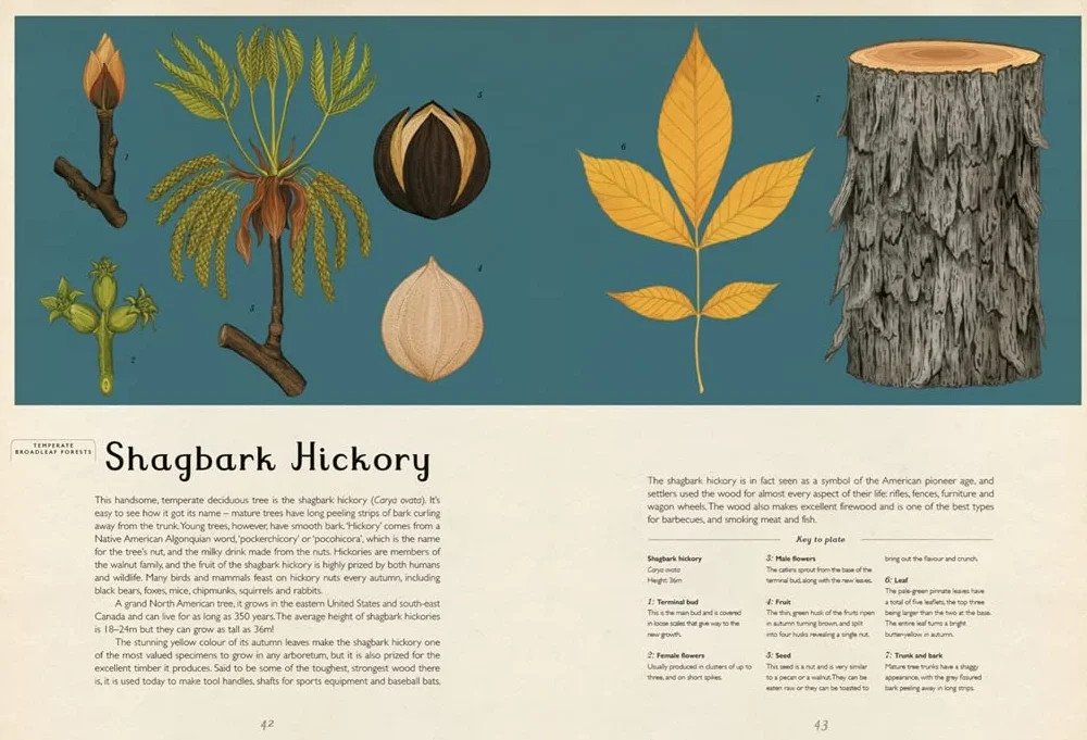 Arboretum: by Tony Kirkham and illustrator Katie Scott