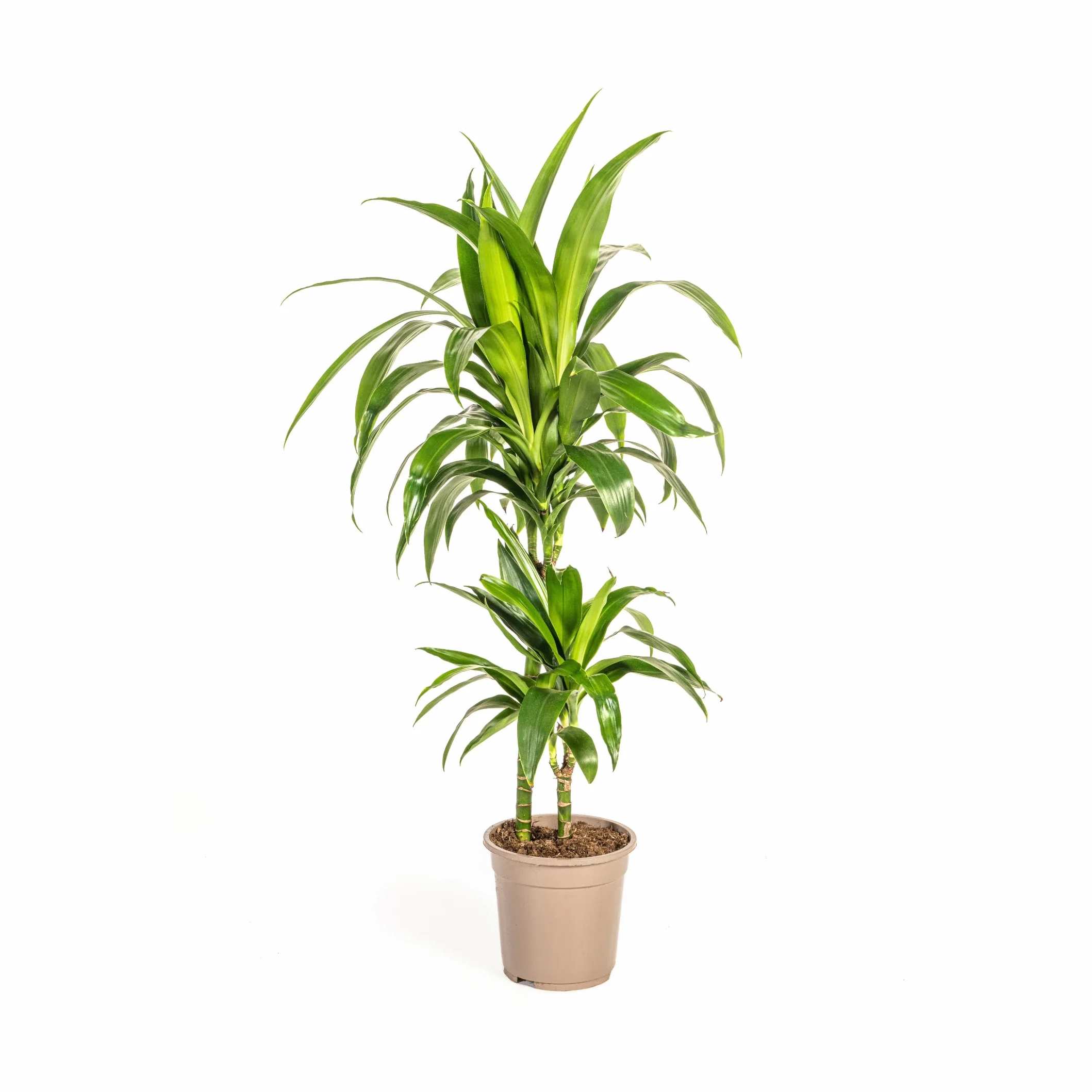 Exotenherz Dracena deremensis "Lisa" – roślina zielona – ok. 70–90 cm wysokości