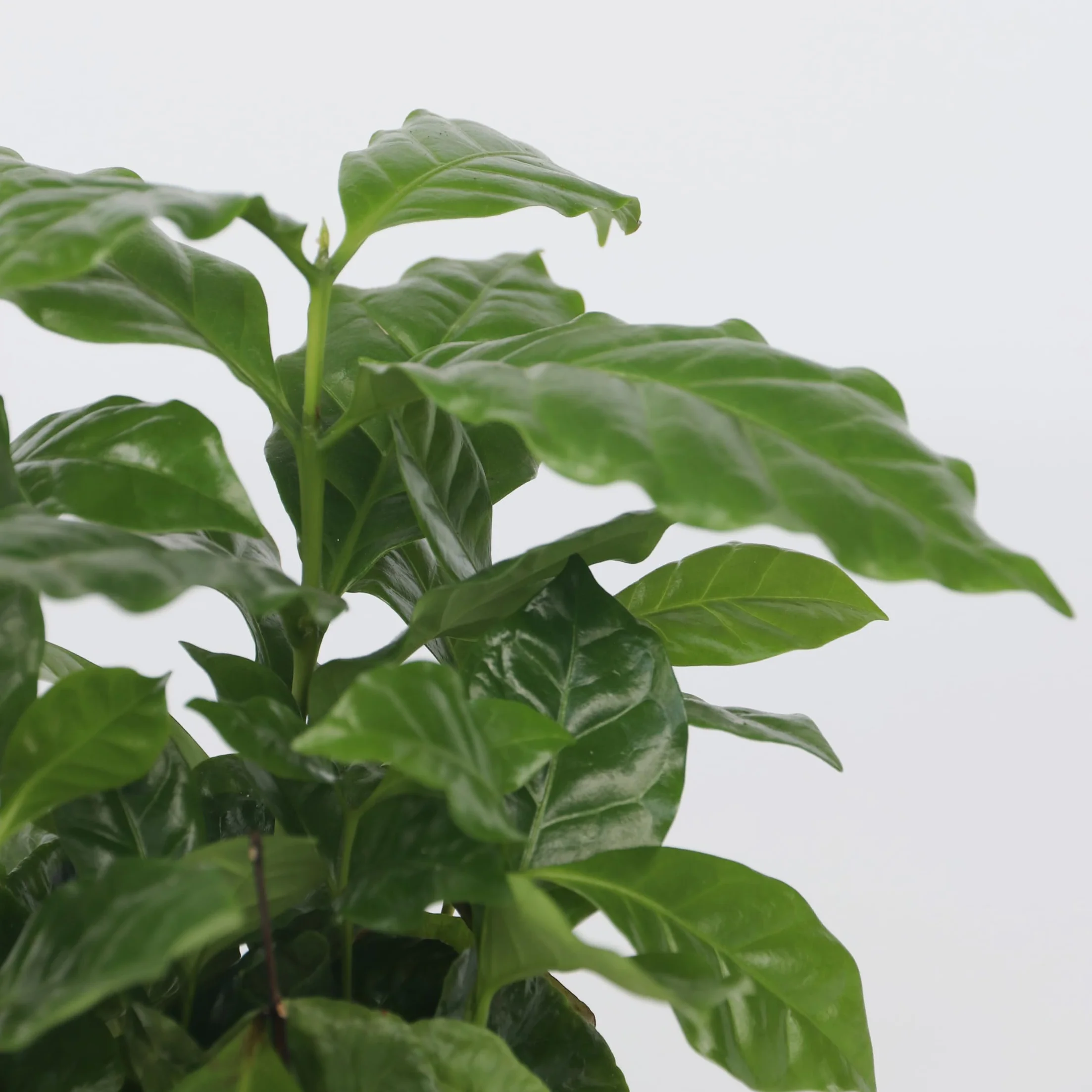 Plant in a Box - Kawowiec - Coffea arabica - Wysokość 25-40cm - Pot 12cm - Roślina doniczkowa - Zielony