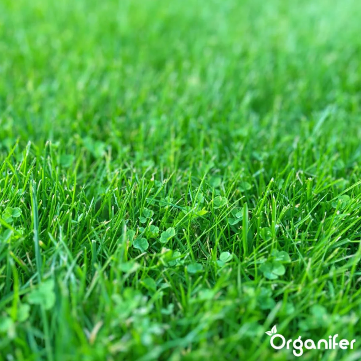 Trawnik Microclover - 100 G - 50 M2 - Wyższa tolerancja na ruch pieszy - Niskie wymagania pielęgnacyjne - Wzbogaca glebę - Naturalny środek chwastobójczy - Organizator