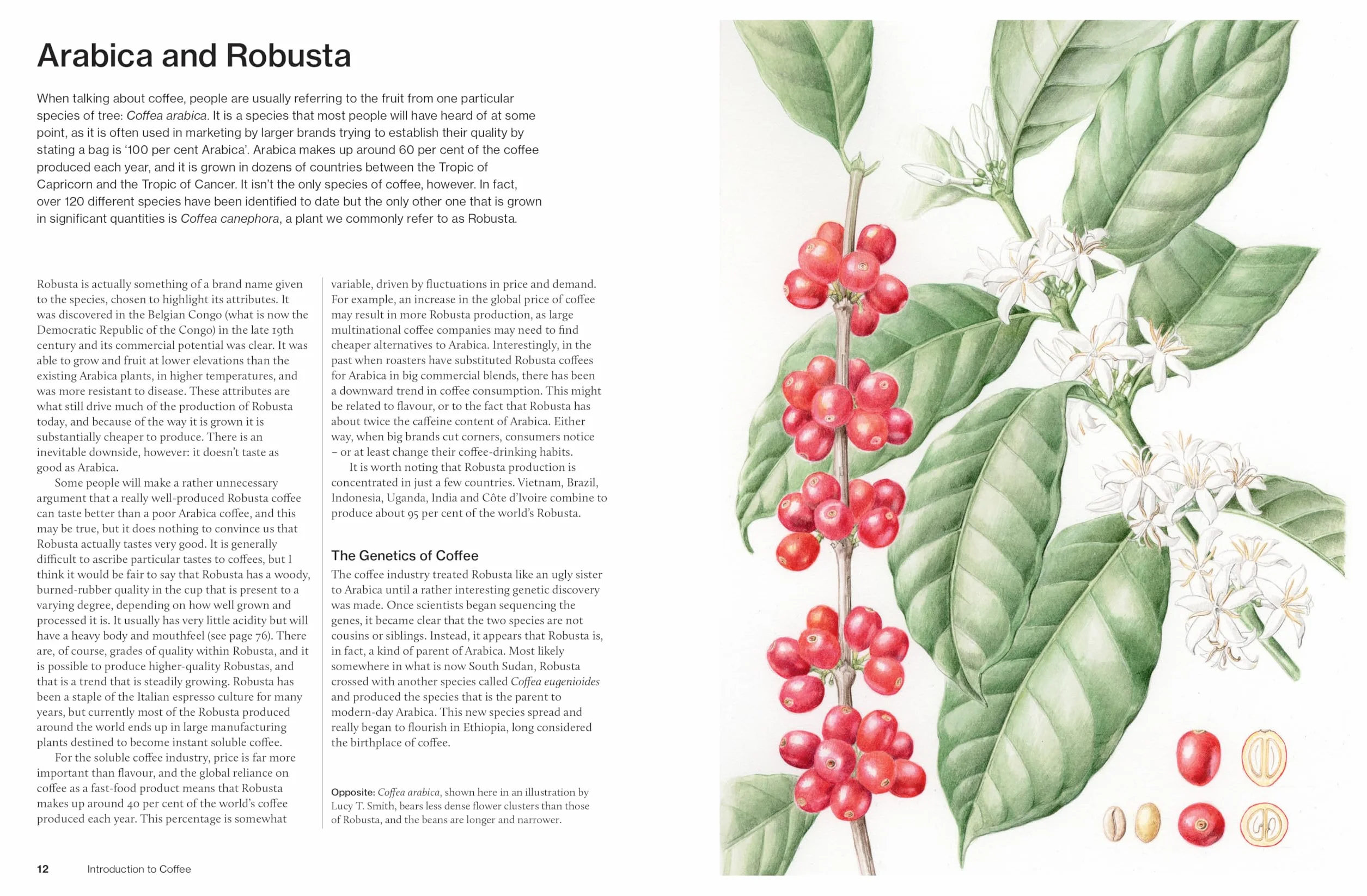 The World Atlas of Coffee 3rd Edition: From Beans to Brewing - Coffees Explored, Explained and Enjoyed