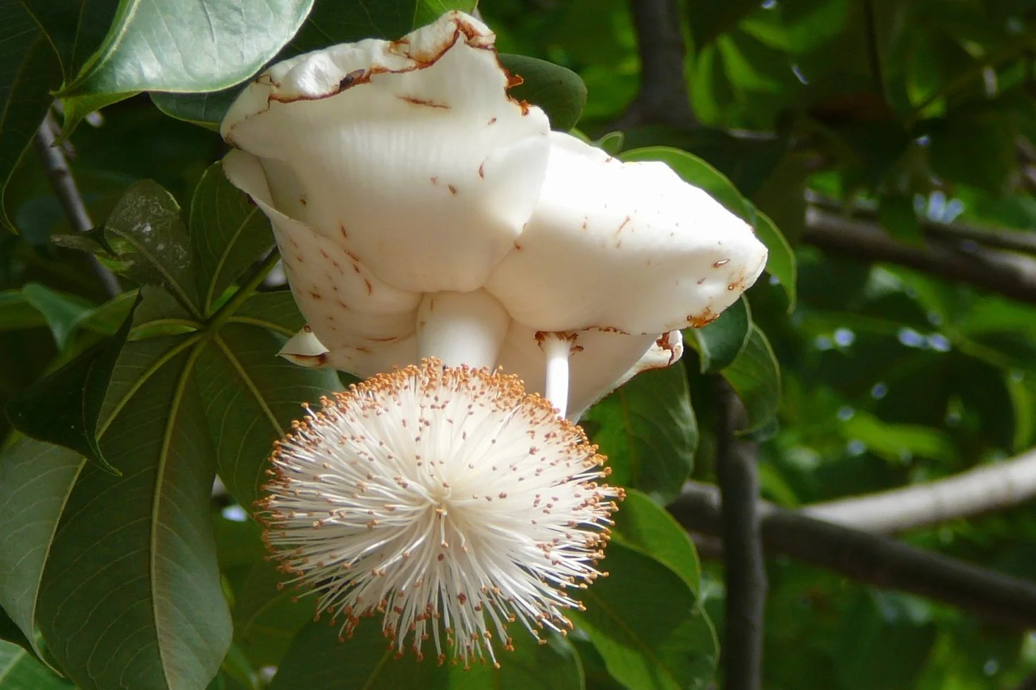 SAFLAX - Afrykańskie Drzewo Baobabu - 6 Nasiona - Adansonia digitata