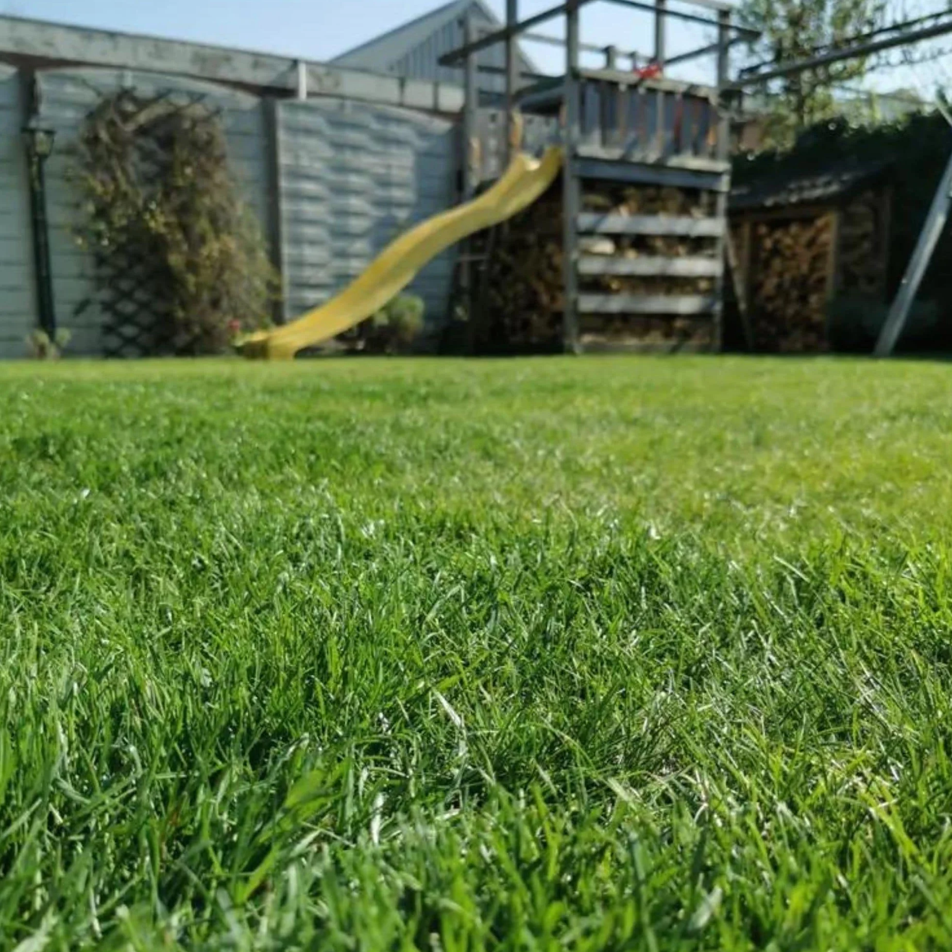 MOOWY Easy Mow Całosezonowy Nawóz do Trawników 100 m² - Kontrolowane Uwalnianie Przez 3 Miesiące - Bezpieczny dla Dzieci i Zwierząt Domowych - Dostosowany do Polskiej Pogody - Naprawa Trawy