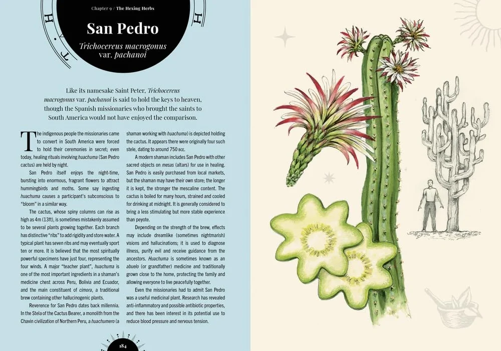 The Psychedelic Garden: Mind-Altering Plants in Folklore, Superstition and Popular Culture