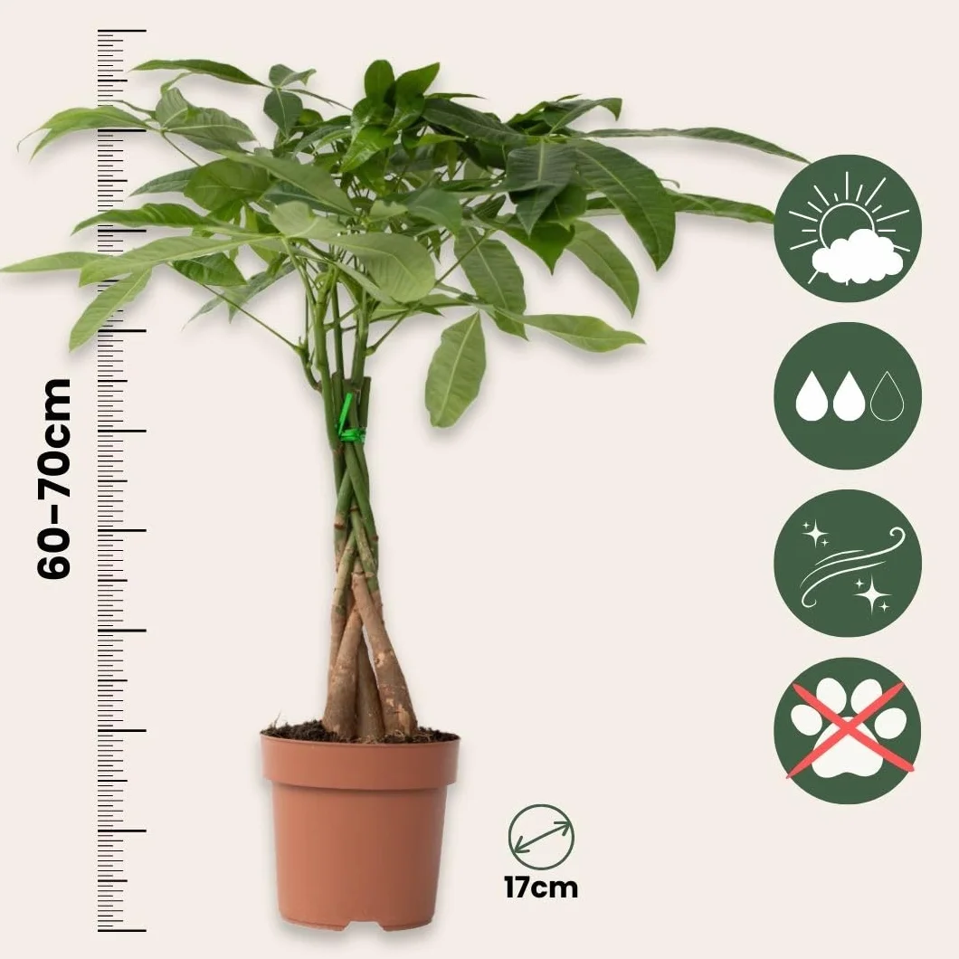 Plant in a Box - Pachira Auatica - Drzewko pieniędzy - Doniczka 17cm - Wysokość 60-70cm