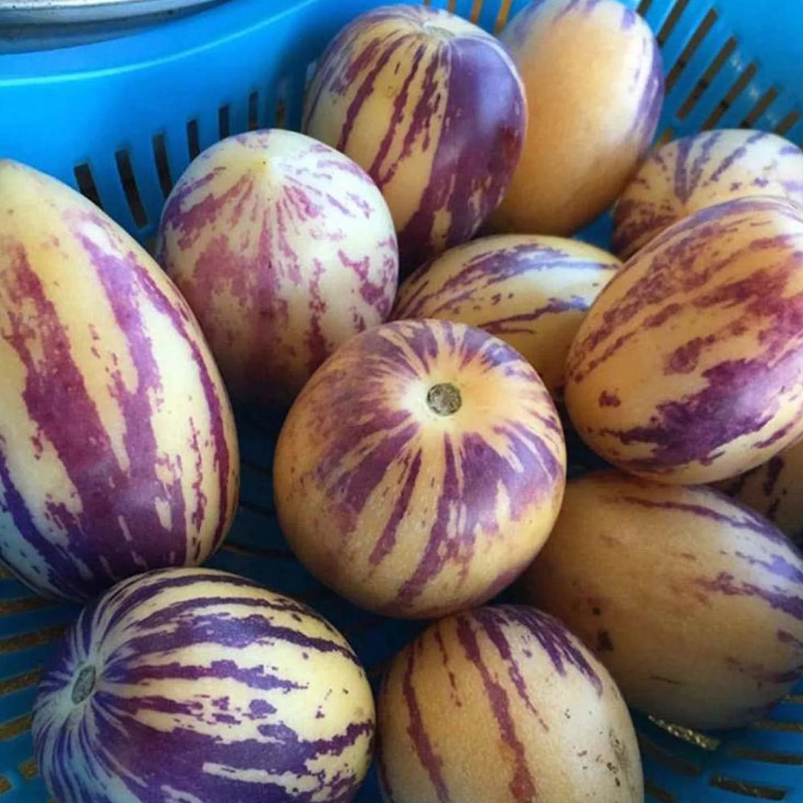 Generic Nasiona Melona Pepino, 30 Sztuk/worek Nasiona Melona Pepino Non Gmo Łatwa Pielęgnacja Pożywne Muricatum Aiton Nasiona Żeń-szeń Nasiona Owoców do Ogrodu Nasiona melona pepino