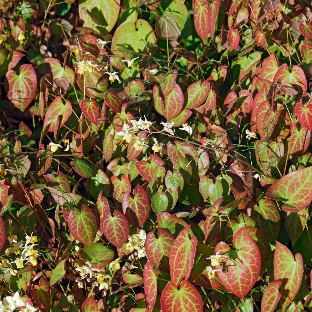 Kwiat elfów Epimedium × youngianum 'Niveum' – 12 roślin – 10-25 cm – Ø 9 cm – biała roślina cienia – mrozoodporna roślina okrywowa do ogrodu i zagrodowej krawędzi
