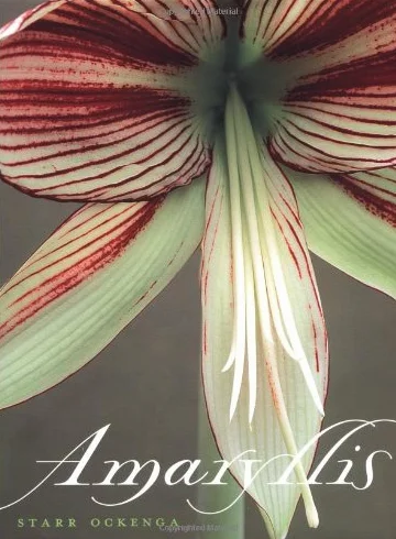 Amaryllis