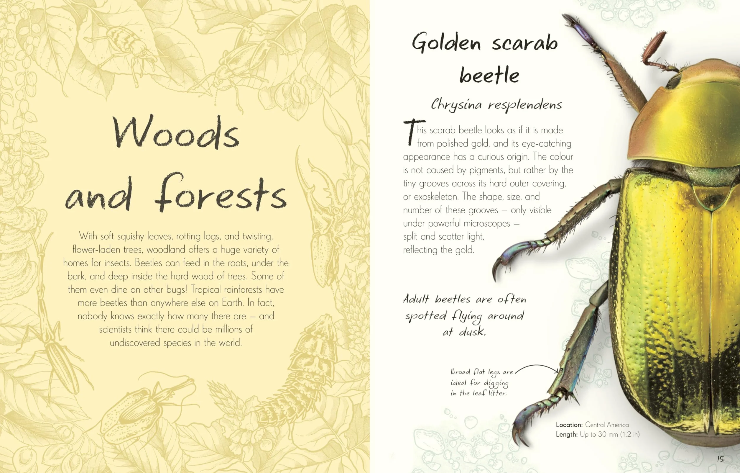An Anthology of Beetles: A Collection of Brilliant Beetles from Around the World