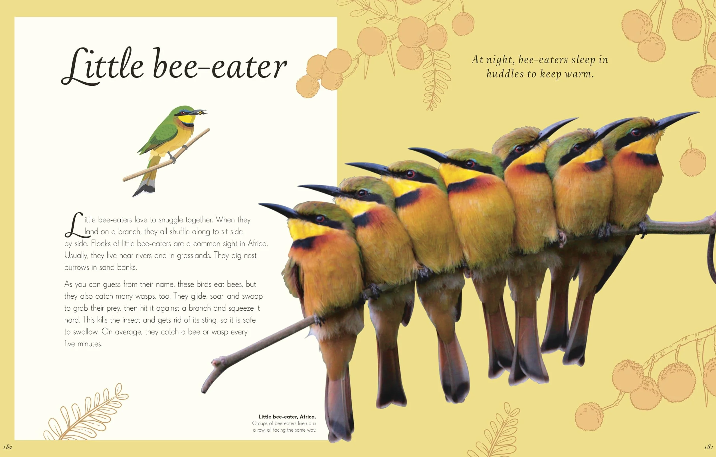 An Anthology of Exquisite Birds: Discover the Beauty of the Avian World