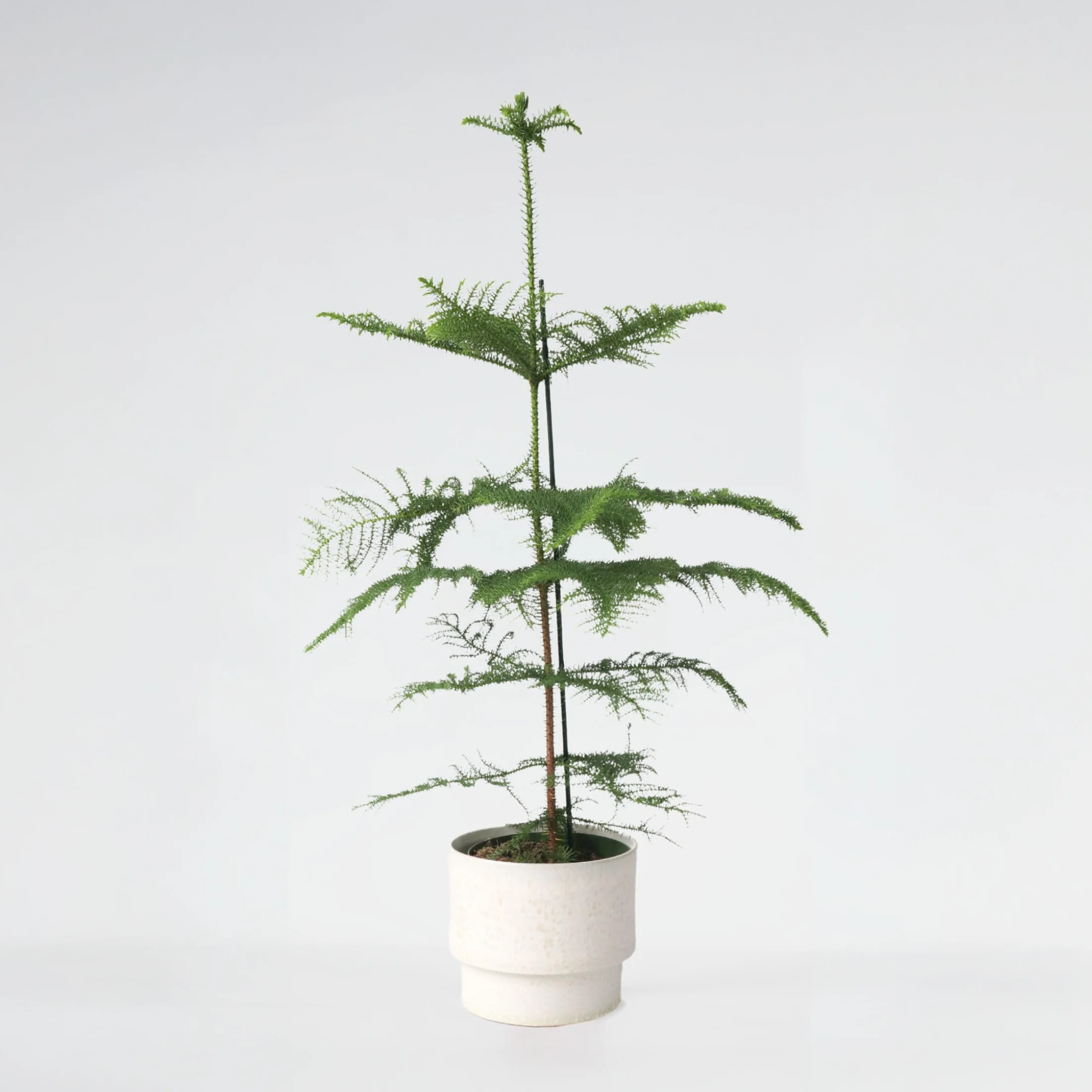 Plant in a Box - Araucaria Heterophylla - Sosna Norfolk - Sosna Pokojowa - Doniczka 21cm - Wysokość 70-80cm