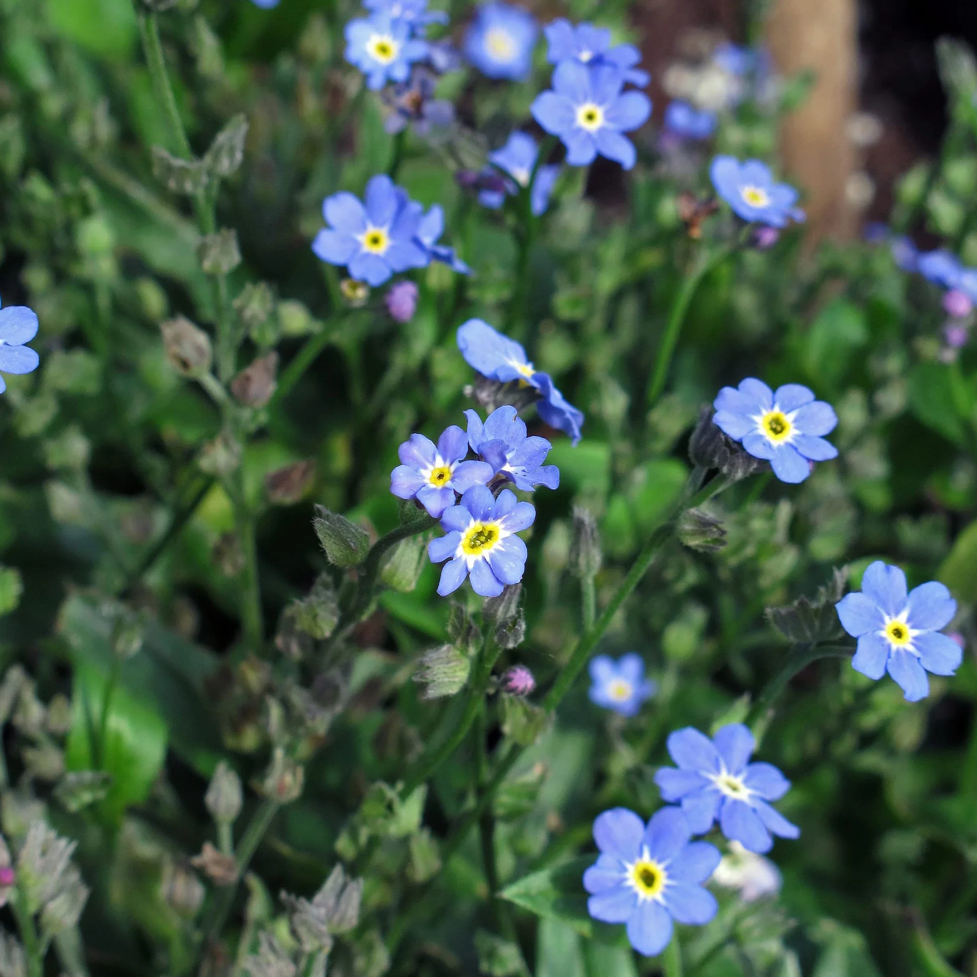 Niezapominajka błękitna (Myosotis sylvatica) 600 nasion