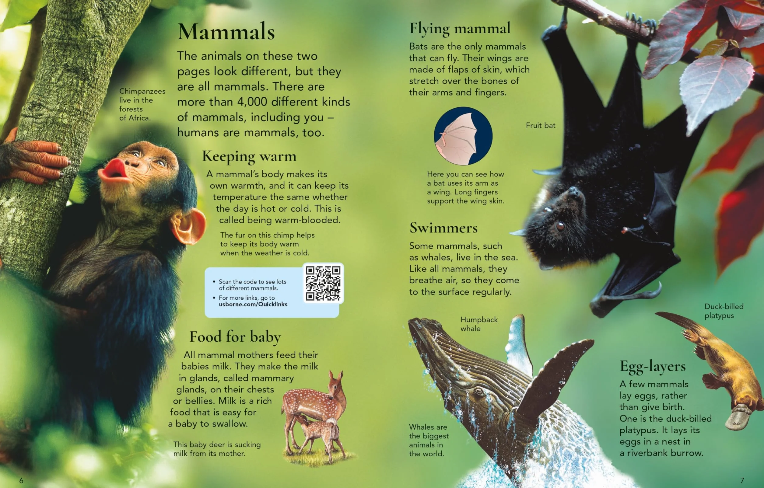 First Encyclopedia of Animals