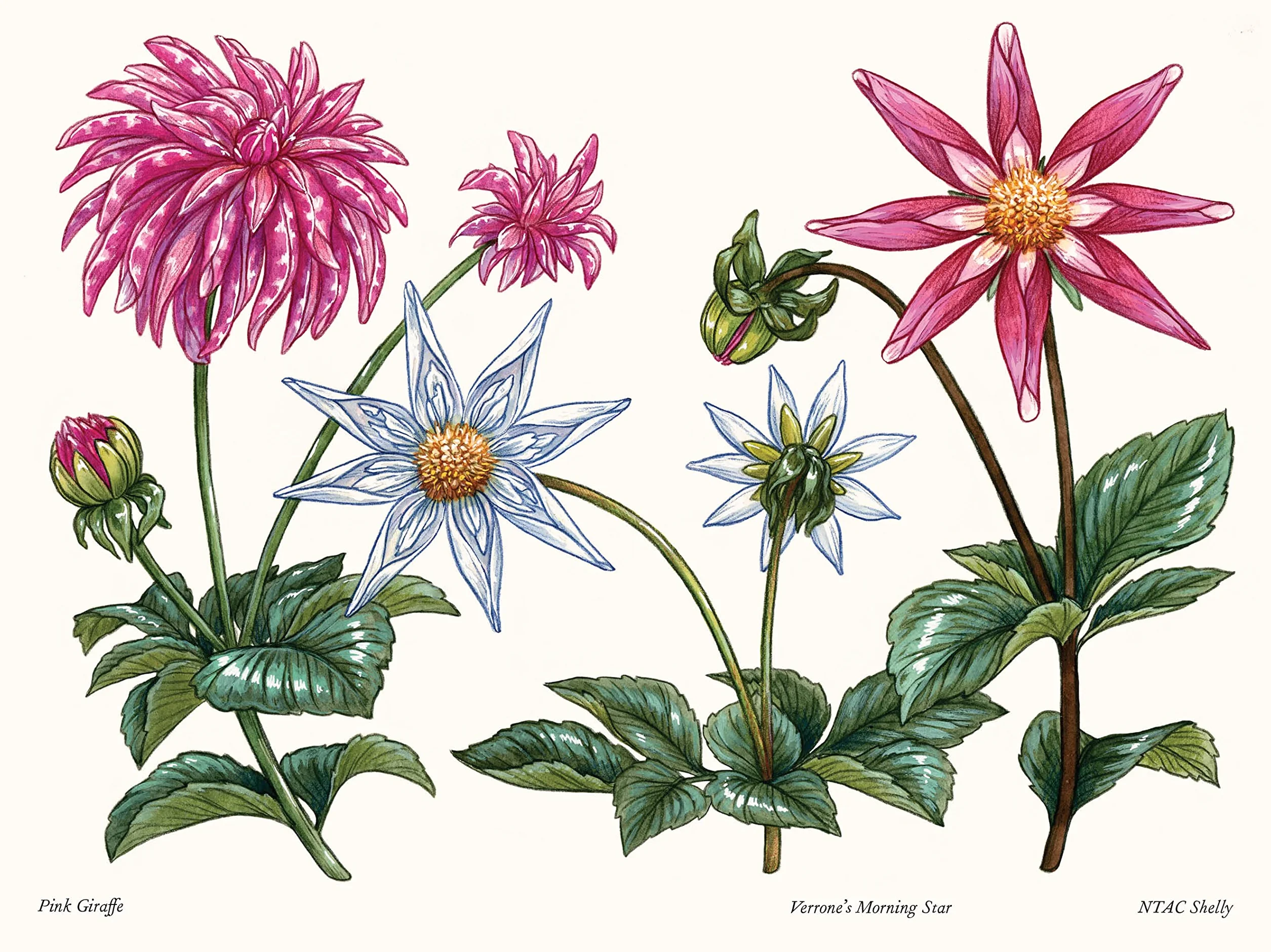Dahlias: A Little Book of Flowers