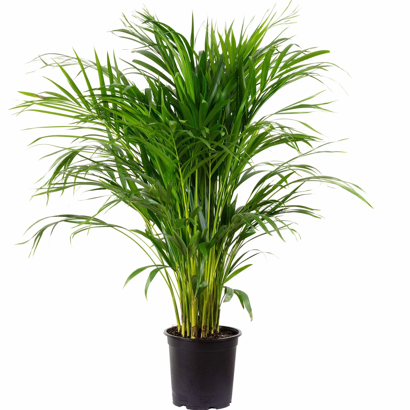Palma arecapa chrysalidocarpus lutescens, złotowiec, 130–150 cm, żywa roślina