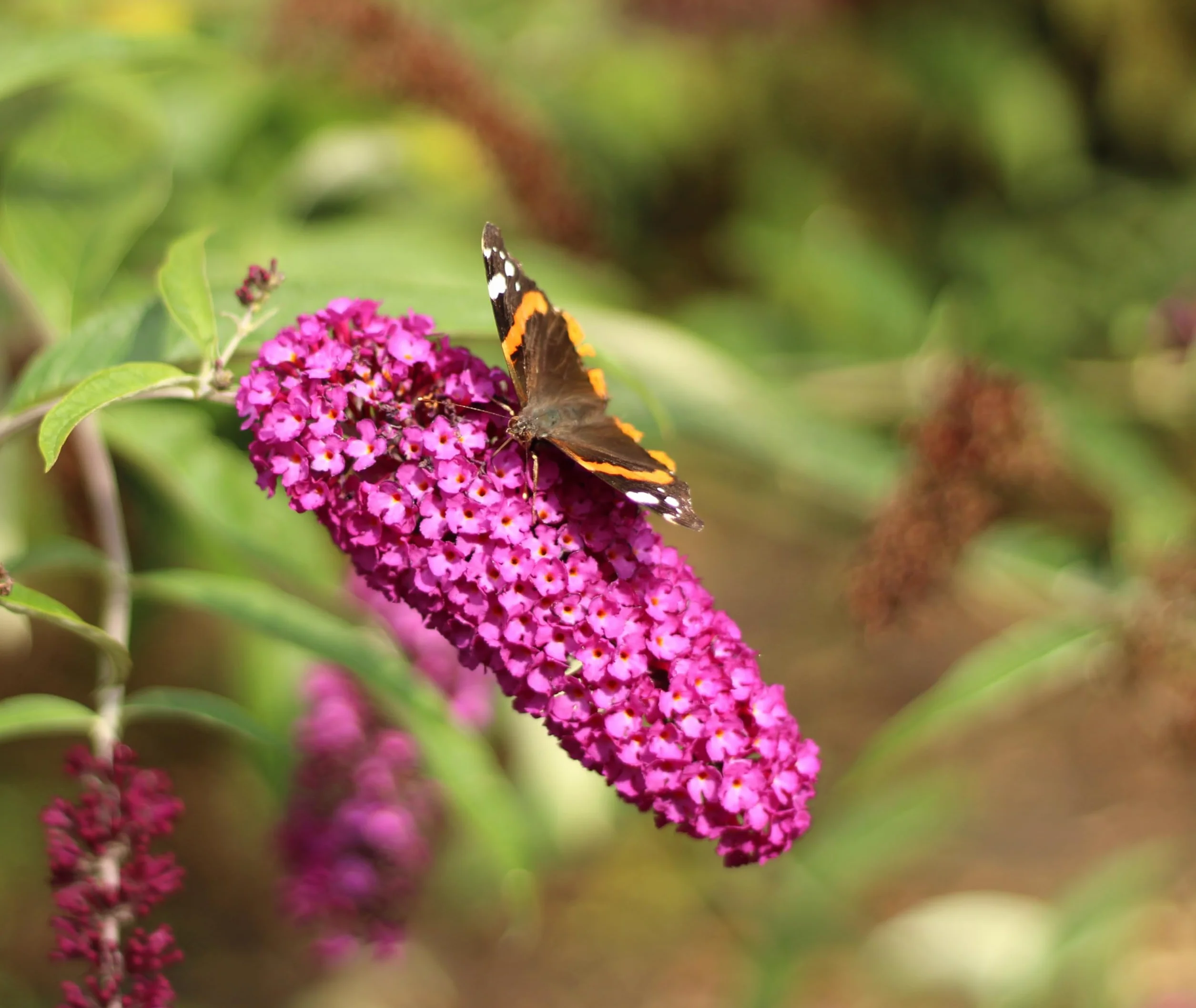 Letni bzy krzew motyla "Buddleja Davidii Royal Red" 60-80 cm mrozoodporny hodowla na świeżym powietrzu