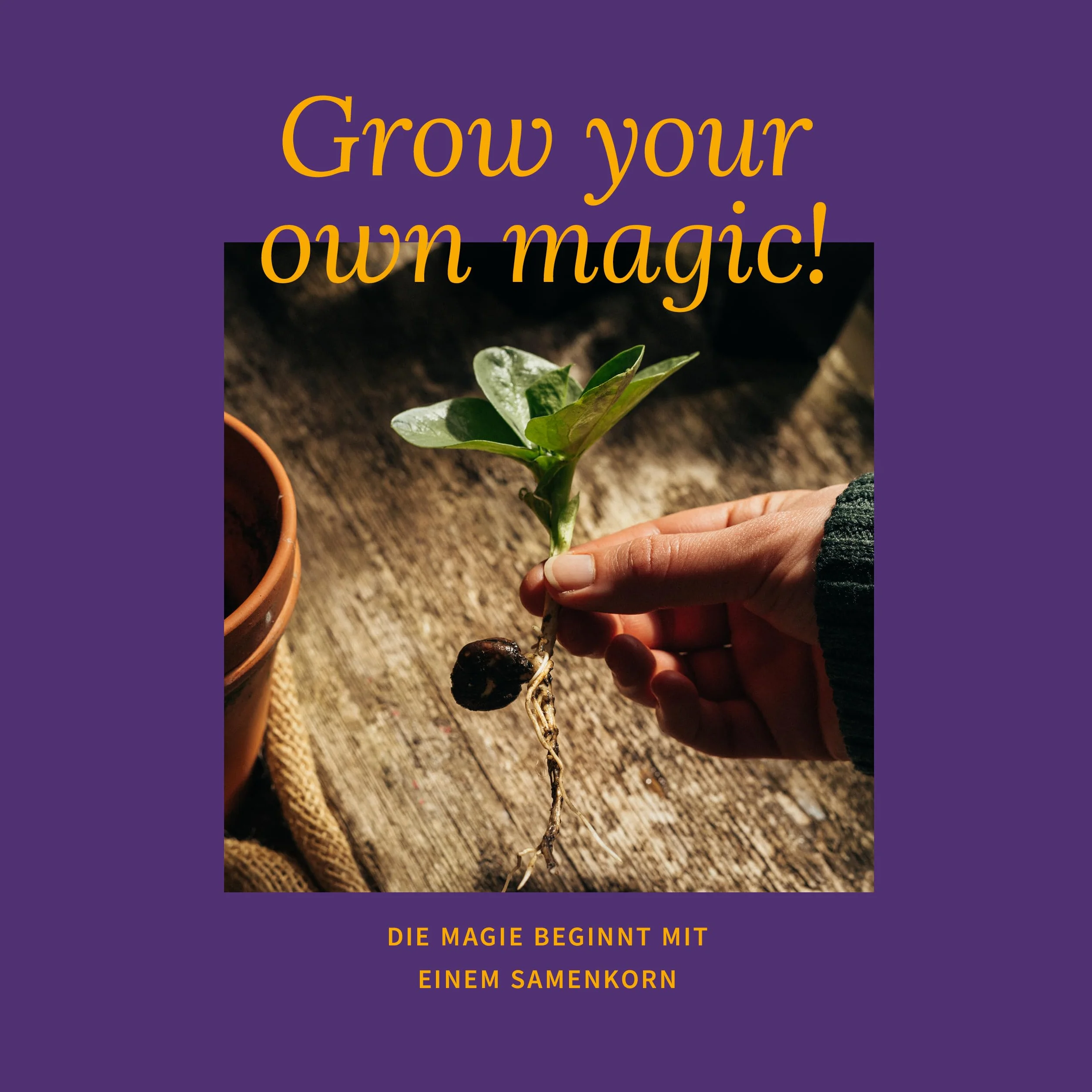 Magic Garden Seeds - Kocie zioła: kocimiętka, waleriana, szałwia muszkatołowa i trawa dla kotów – pudełko na nasiona z 4 ziołami do zabawy, gryzienia i relaksu