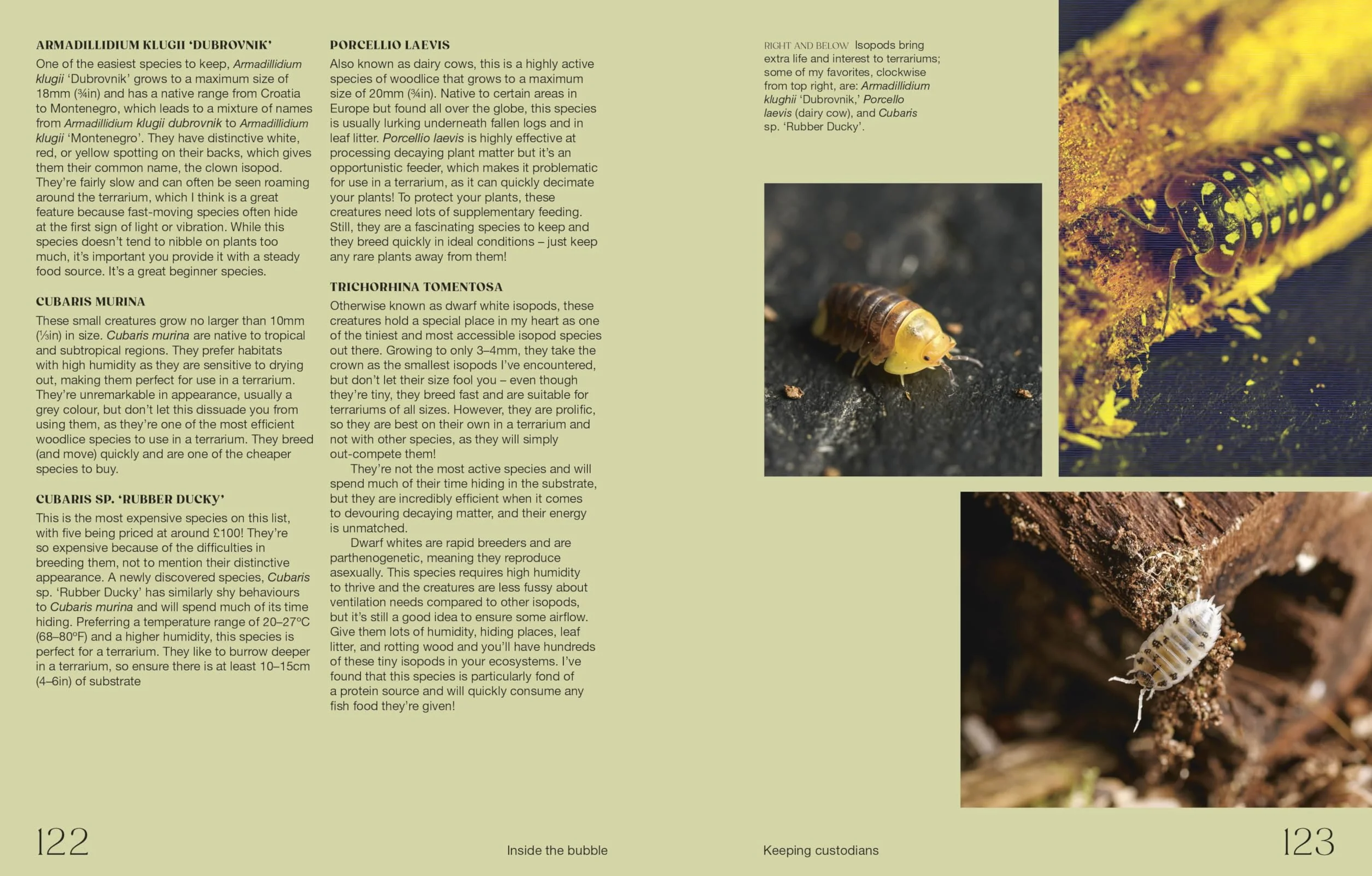 Hello Tiny World: An Enchanting Journey into the World of Creating Terrariums