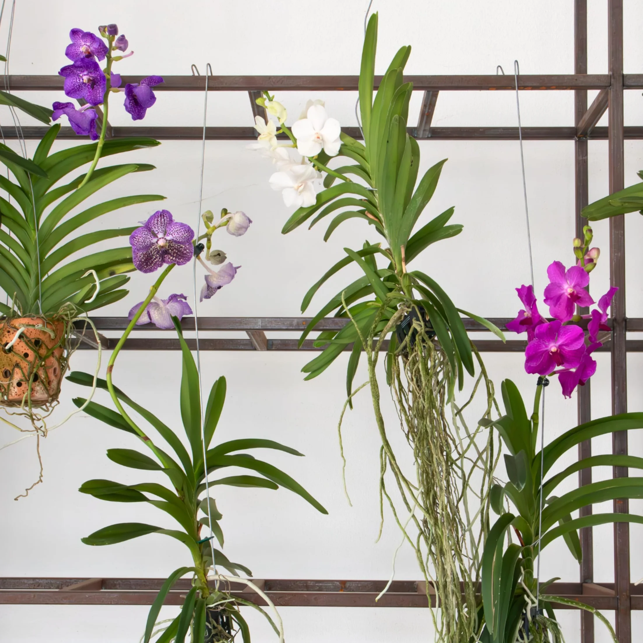 Plant in a Box - Orchidea Vanda 'Tayanee Cerise' - Kremowo-biała - Wysokość 65cm