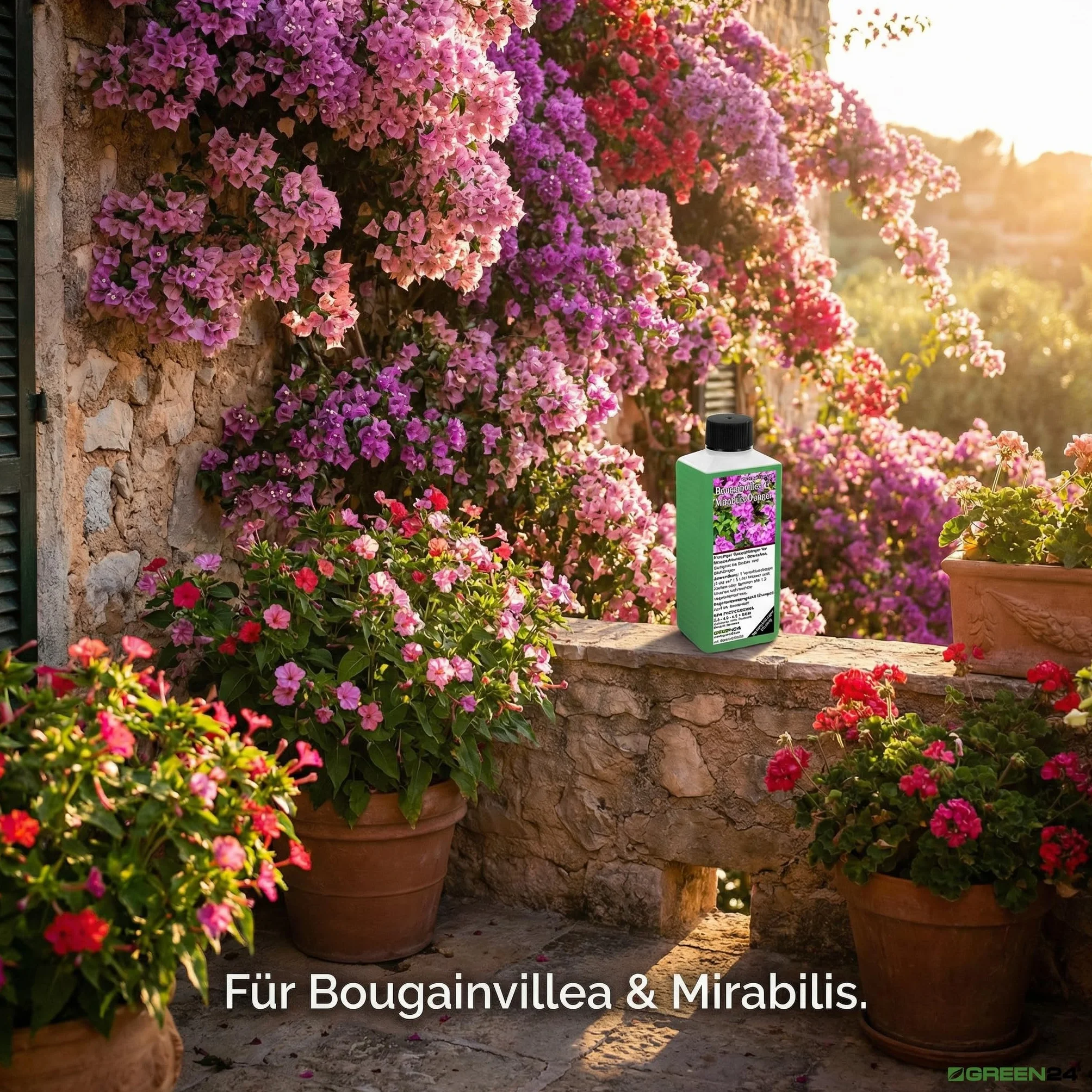 GREEN24 Bougainvillea & Mirabilis nawóz 250 ml – specjalny nawóz do mirabilis, drillingsblumen – śródziemnomorskich roślin doniczkowych, nawóz do kwiatów – płynny nawóz NPK do Nyctaginaceae – balkon