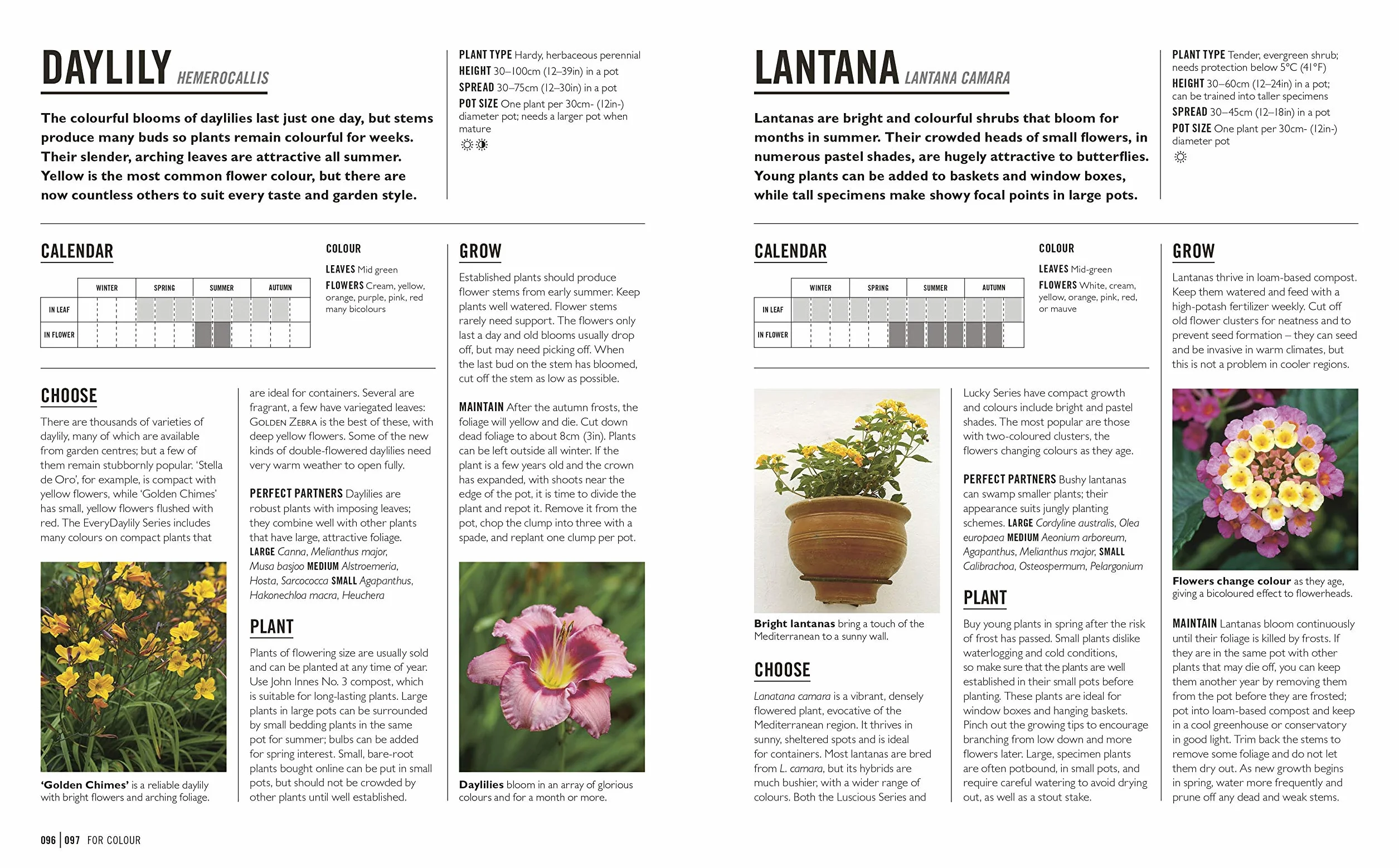 Grow Containers: Essential Know-how and Expert Advice for Gardening Success
