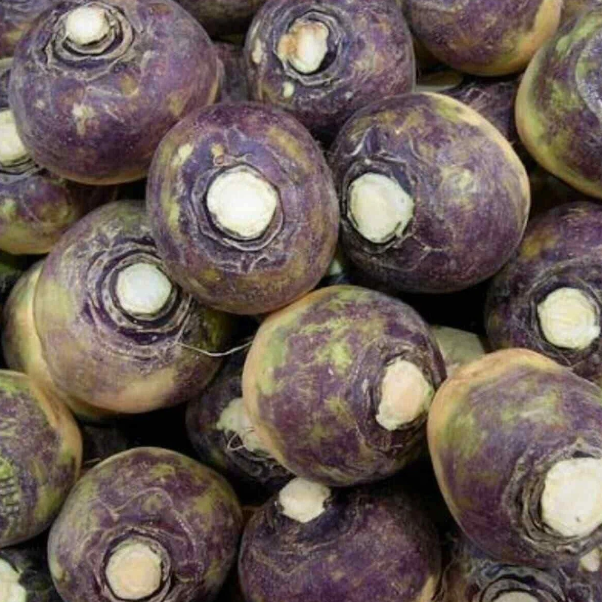 30 seeds of Rutabaga - BRASSICA NAPUS - Swede:Seeds