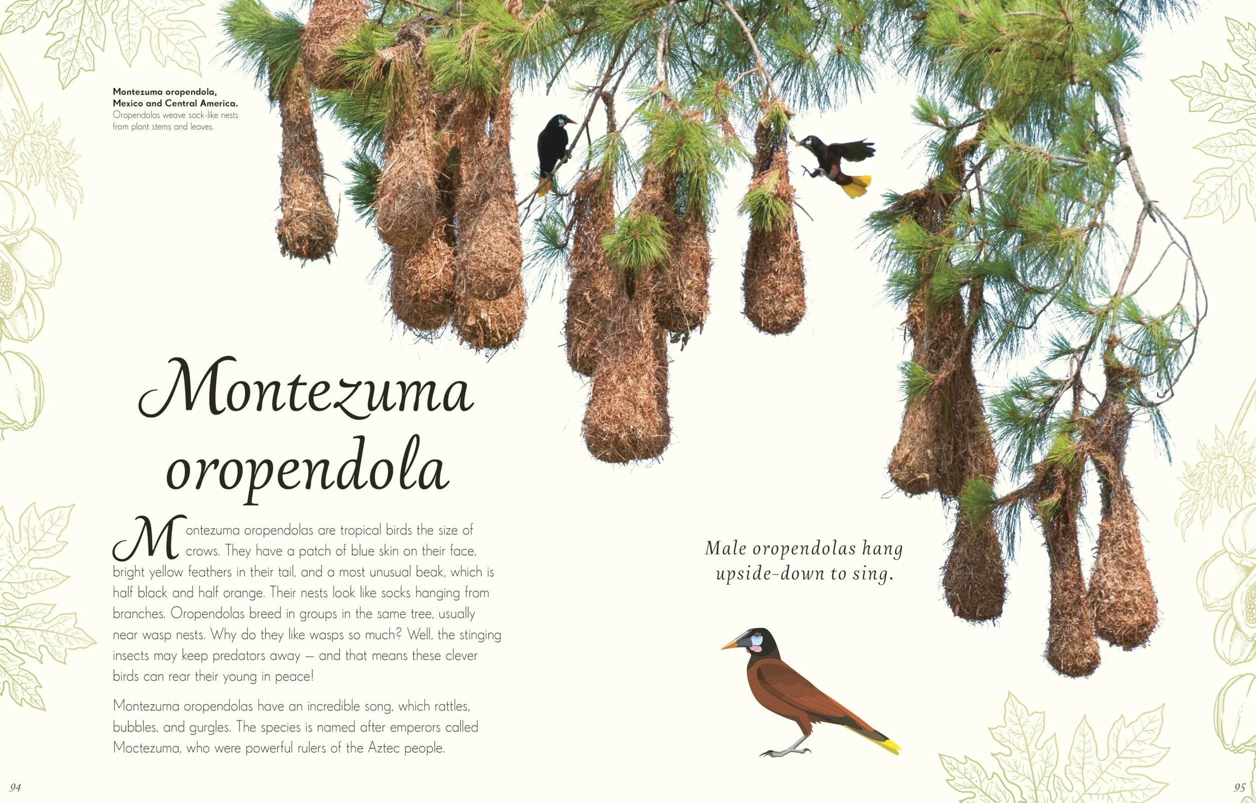 An Anthology of Exquisite Birds: Discover the Beauty of the Avian World