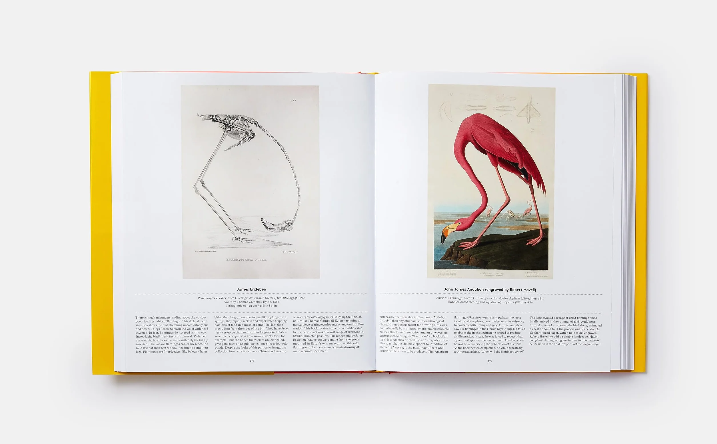 Bird: Exploring the winged world
