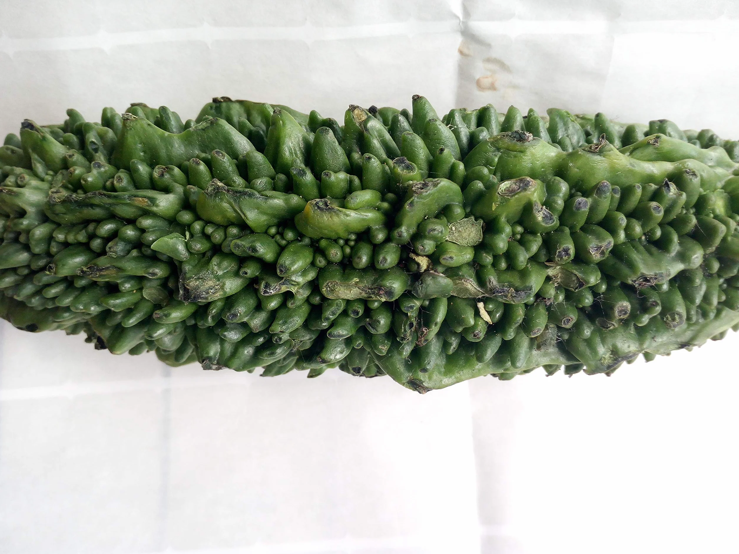 Gorzki melon, gorzki Gourd nasiona - Momordica charantia