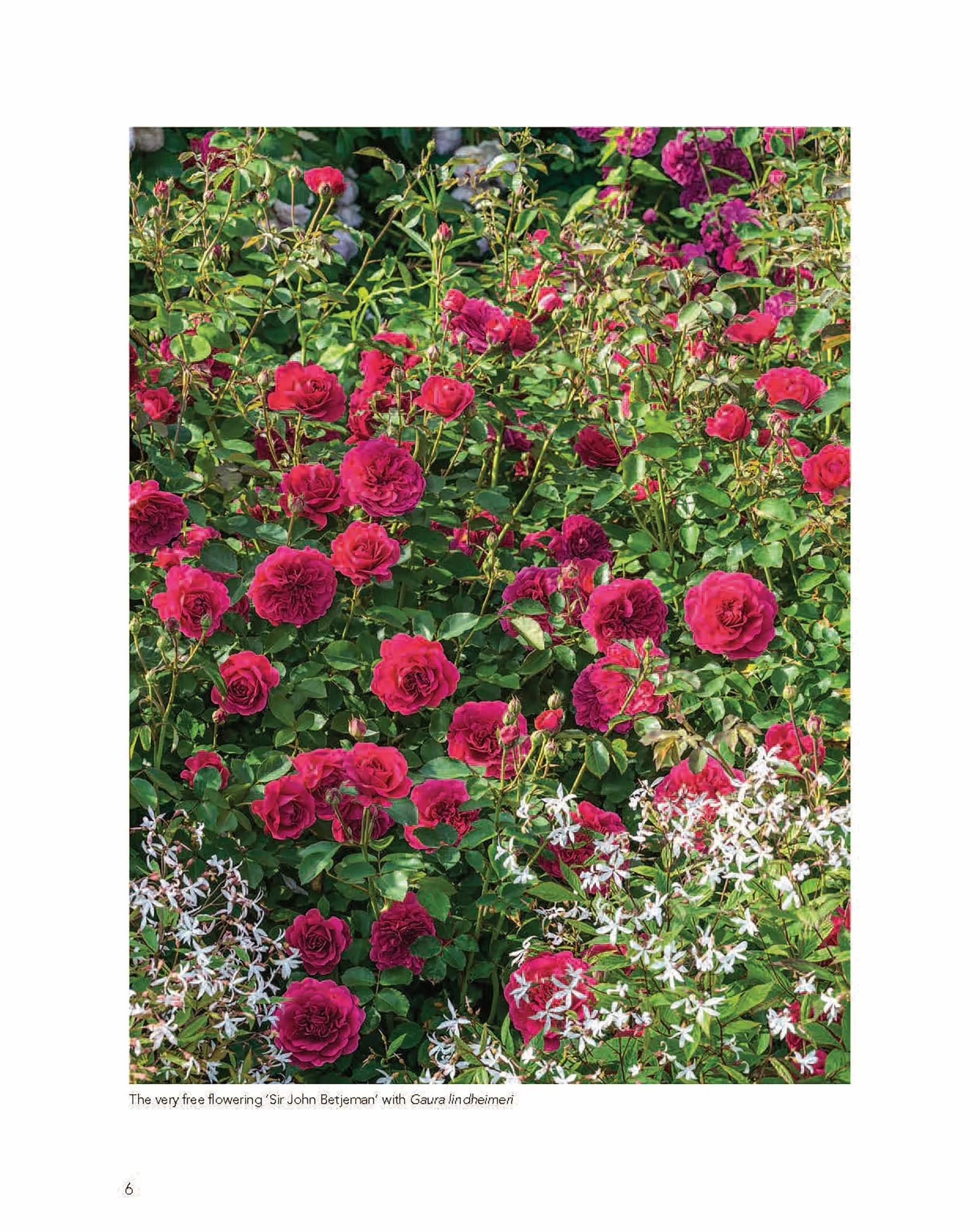 David Austin's English Roses