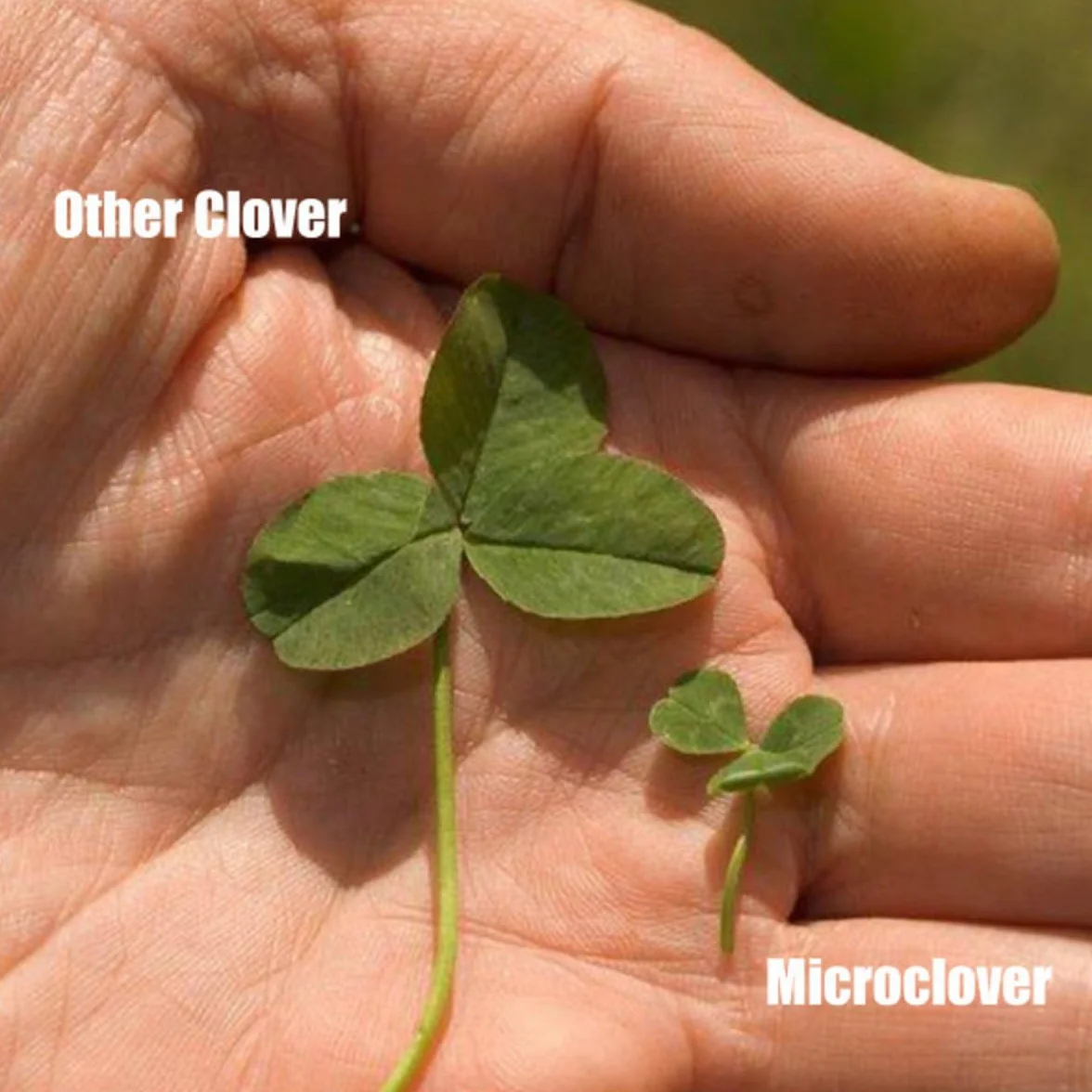 Trawnik Microclover - 100 G - 50 M2 - Wyższa tolerancja na ruch pieszy - Niskie wymagania pielęgnacyjne - Wzbogaca glebę - Naturalny środek chwastobójczy - Organizator