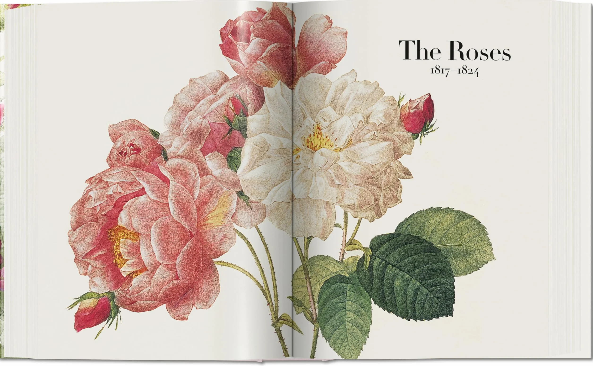 Redouté: El libro de las flores