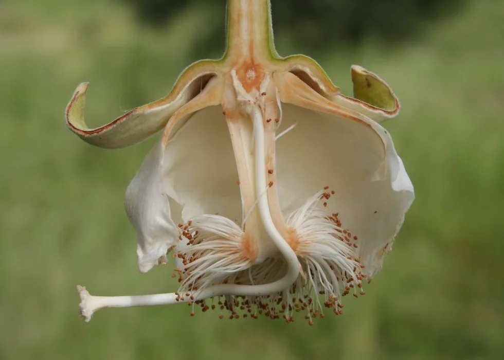 SAFLAX - Afrykańskie Drzewo Baobabu - 6 Nasiona - Adansonia digitata