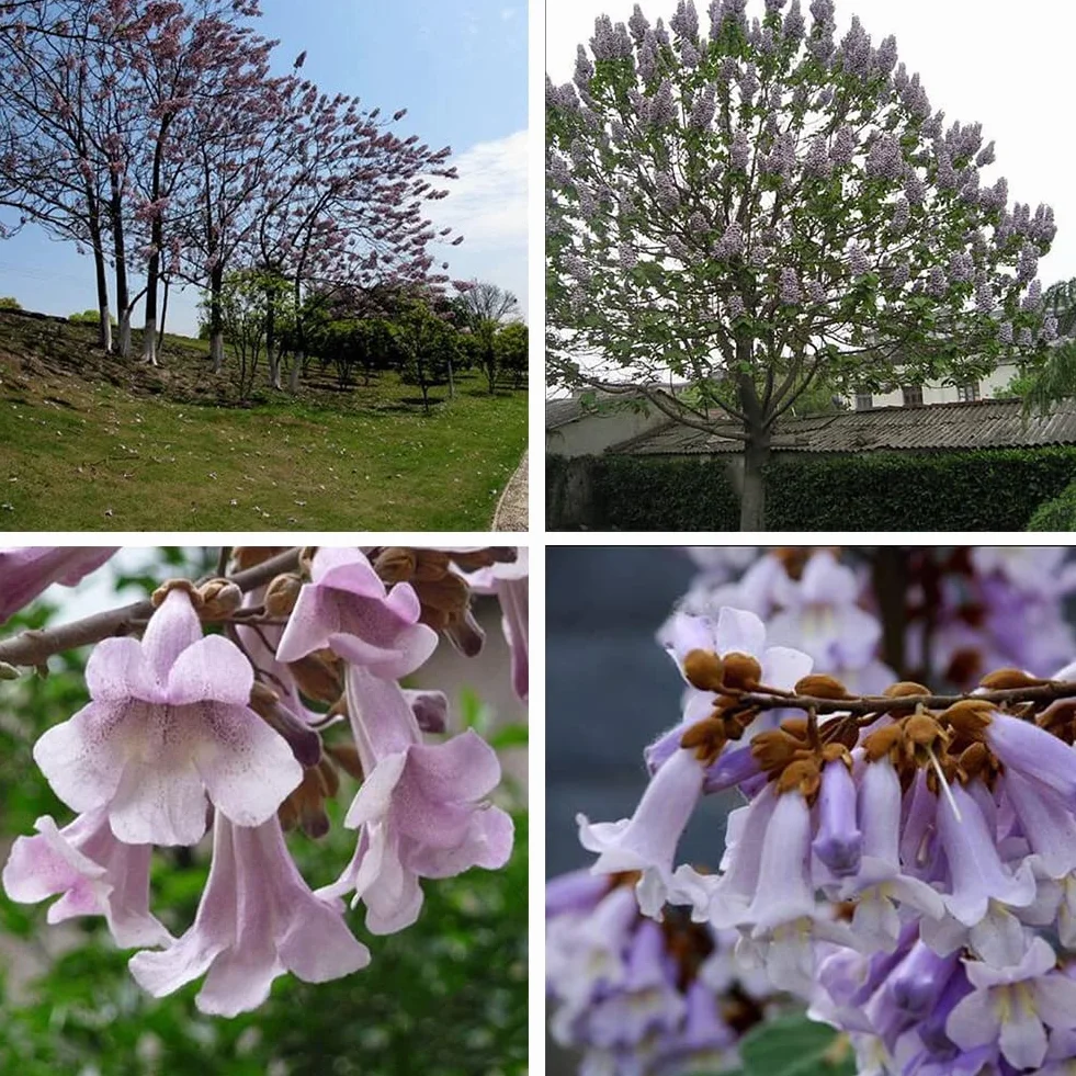 Saterkali Nasiona Paulownia Elongata, 100 szt. Nasiona Paulownia Elongata Las Szybko rosnące drzewo Roślina ogrodowa do domu Nasiona Paulowni