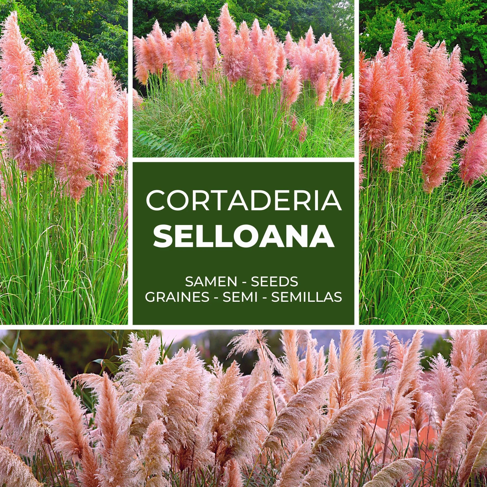Magic of Nature: Różowa Trawa Pampasowa Nasiona (Cortaderia) ok. 150 szt. - Mrozoodporna Trawa Ozdobna 3m - Piękne Kwiatostany & Osłona