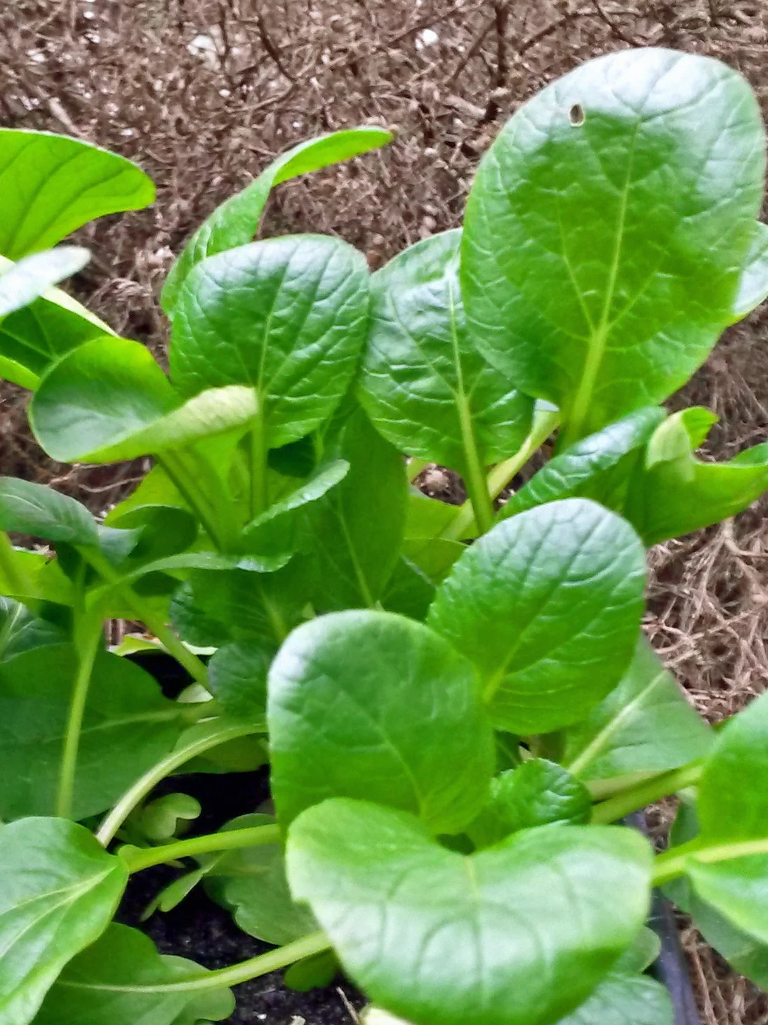 Komatsuna (Brassica rapa var. perviridis) 300 nasion Japoński szpinak gorczycowy