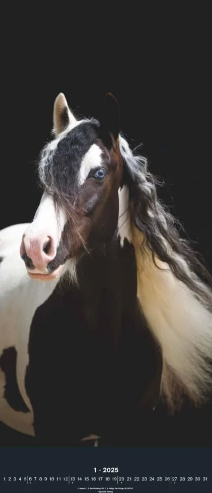 N NEUMANNVERLAGE - Beautiful Horses 2025 Wandkalender, 30x70cm, Kalender mit zwölf grandiosen Pferdeportraits, außergewöhnliche Aufnahmen, Spiralbindung und internationales Kalendarium