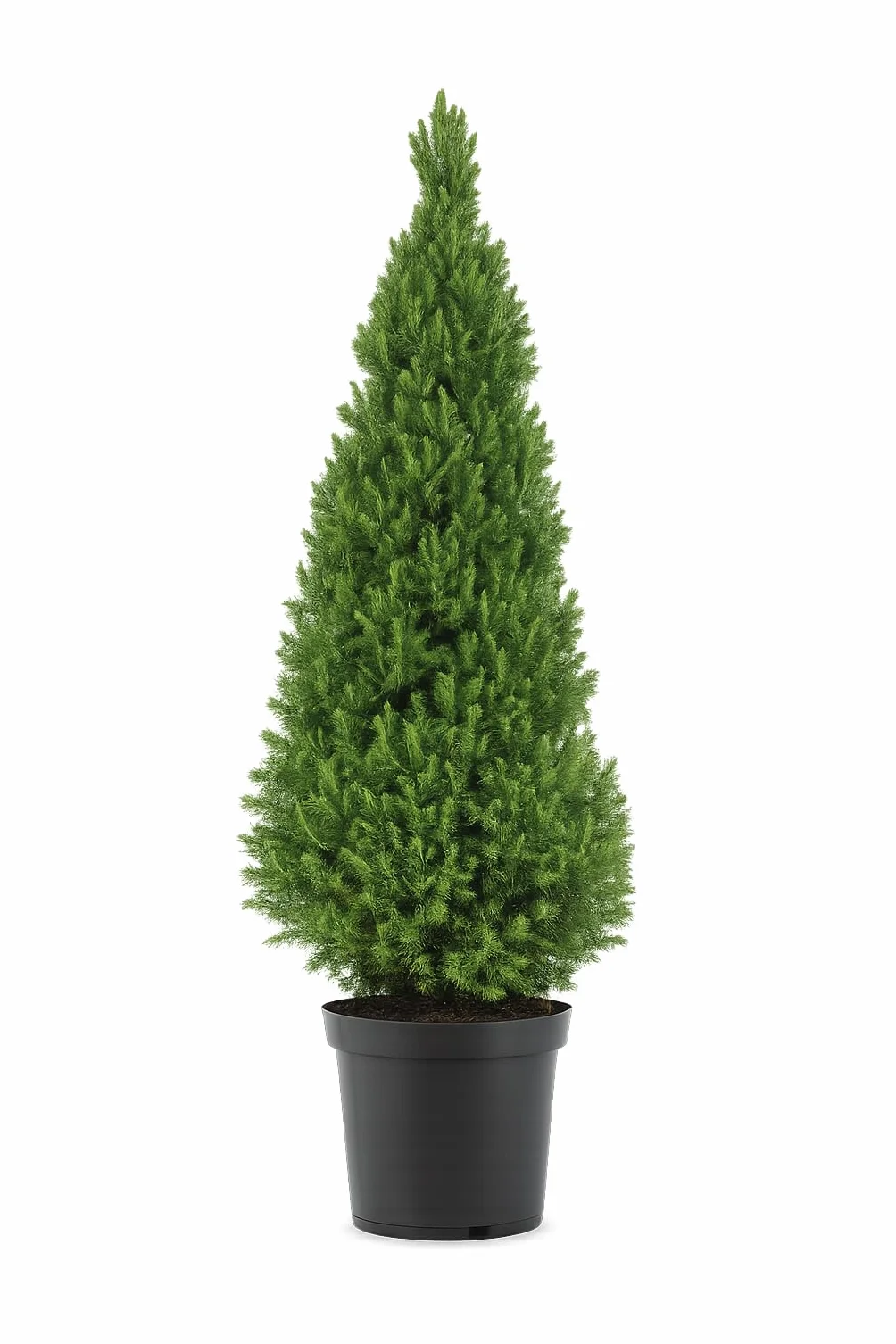 Picea glauca "Conica" świerk biały 90-100 cm – kompaktowa, odporna na mróz karłowata świerczyna idealna jako roślina doniczkowa, osłona przed wiatrem lub dekoracyjne drzewo solitairne do ogrodu