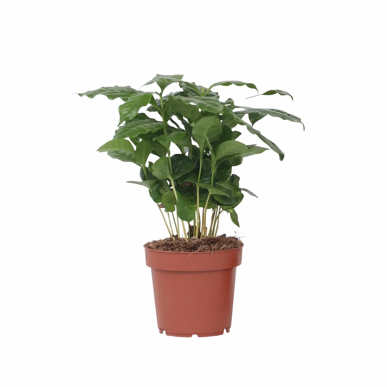 Plant in a Box - Kawowiec - Coffea arabica - Wysokość 25-40cm - Pot 12cm - Roślina doniczkowa - Zielony