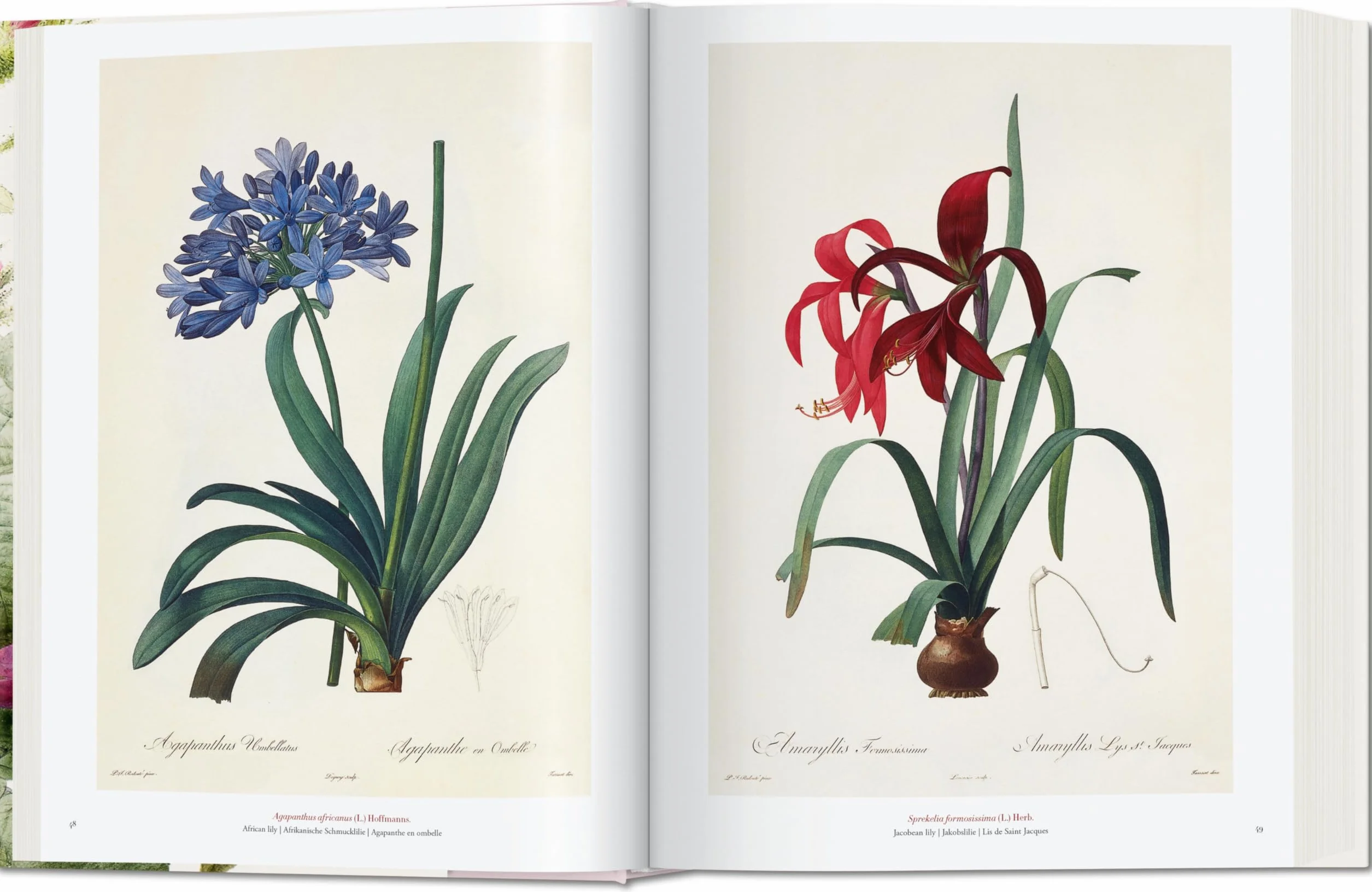 Redouté: El libro de las flores