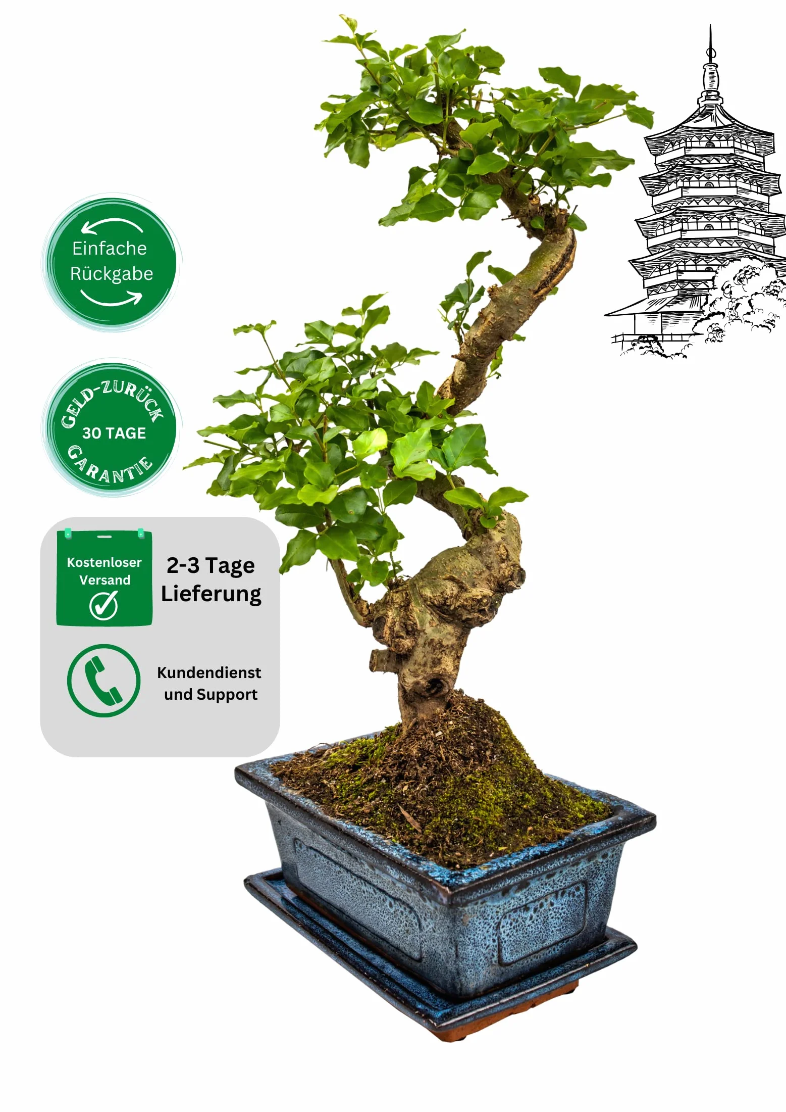 Drzewko bonsai, chiński ligustr, przybliżona żywotność 11 lat, 35-40 cm wysokości, wiecznie zielony, z podstawką