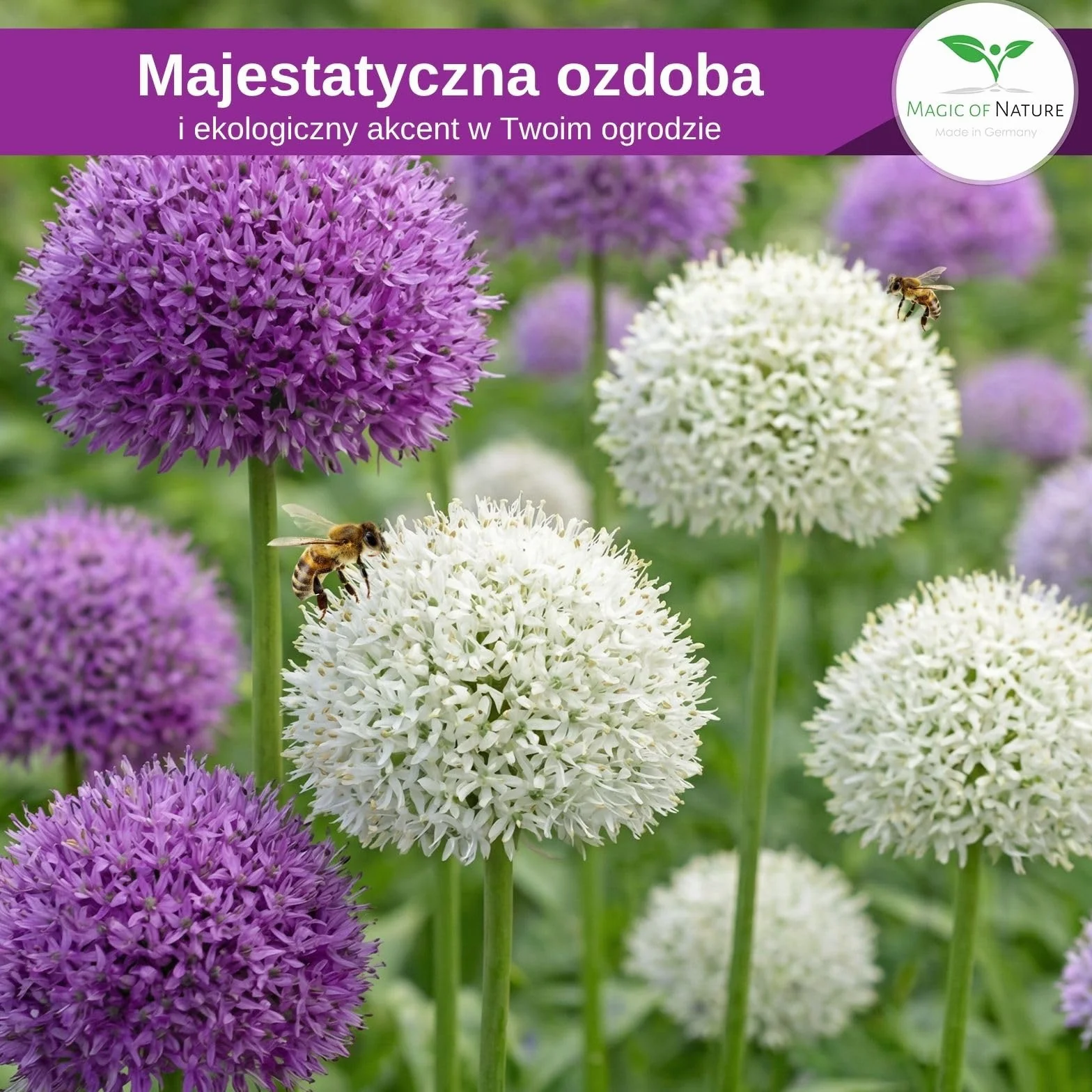 Magic of Nature: Czosnek Olbrzymi Nasiona (60 szt.) Allium giganteum Mix Fioletowy i Biały – Mrozoodporne Nasiona Ogrodowe
