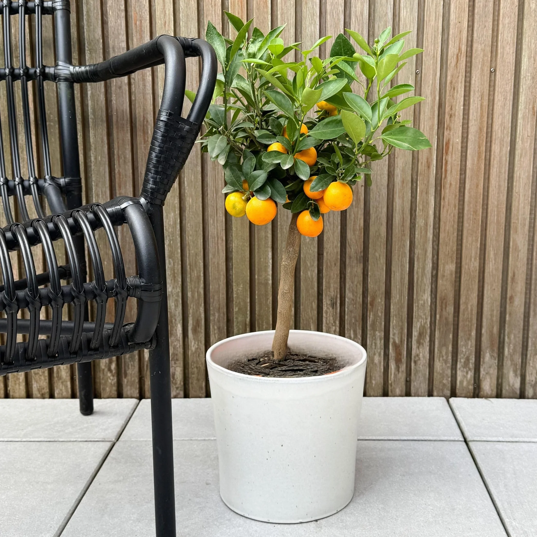 Plant in a Box - Citrus Calamondin - Kalamondyna - Drzewko cytrusowe - Doniczka 19cm - Wysokość 55-65cm
