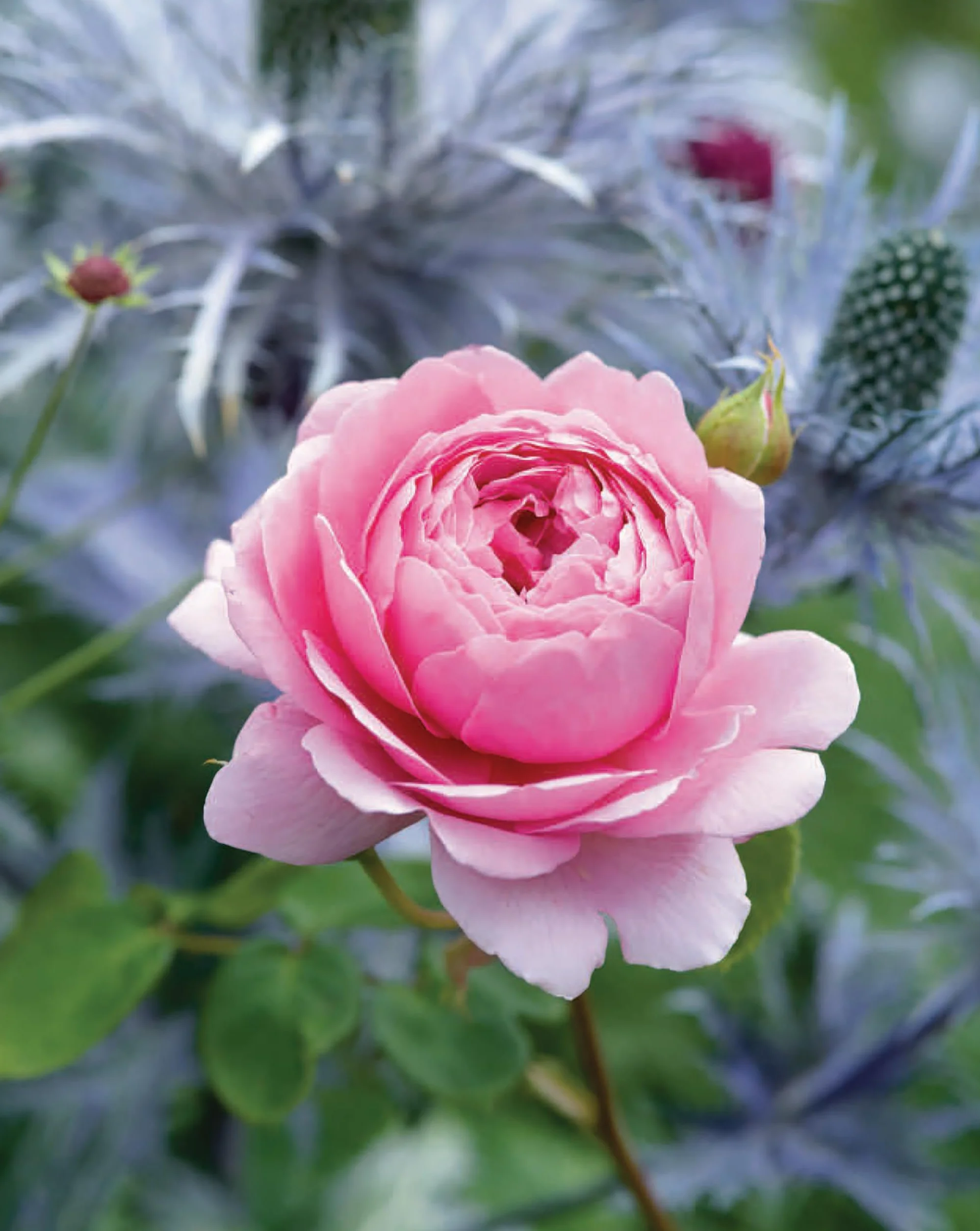 David Austin's English Roses