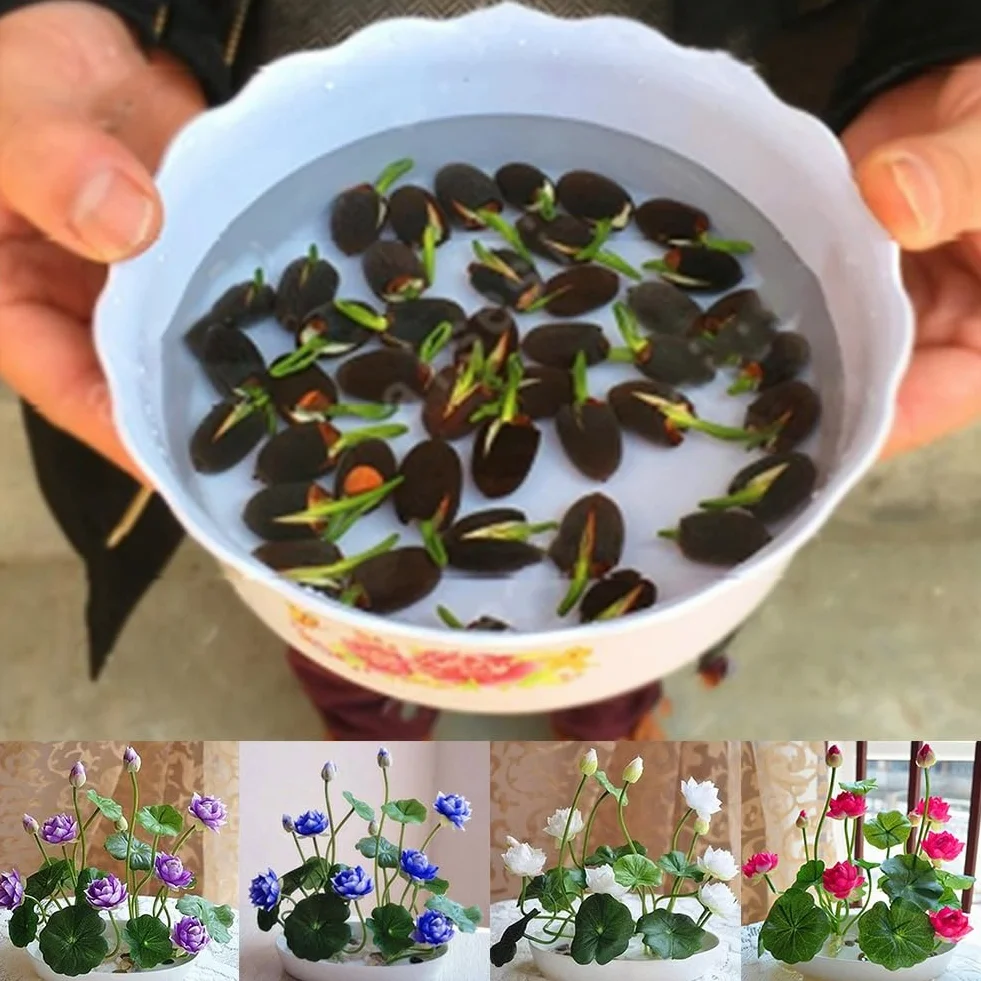 Nasiona Lotosu, 50 Sztuk Mieszane Kolory Miska Nasiona Lotosu Bonsai Roślina Dom Ogród Dekoracje Kwiatowe Miska Nasion Lotosu