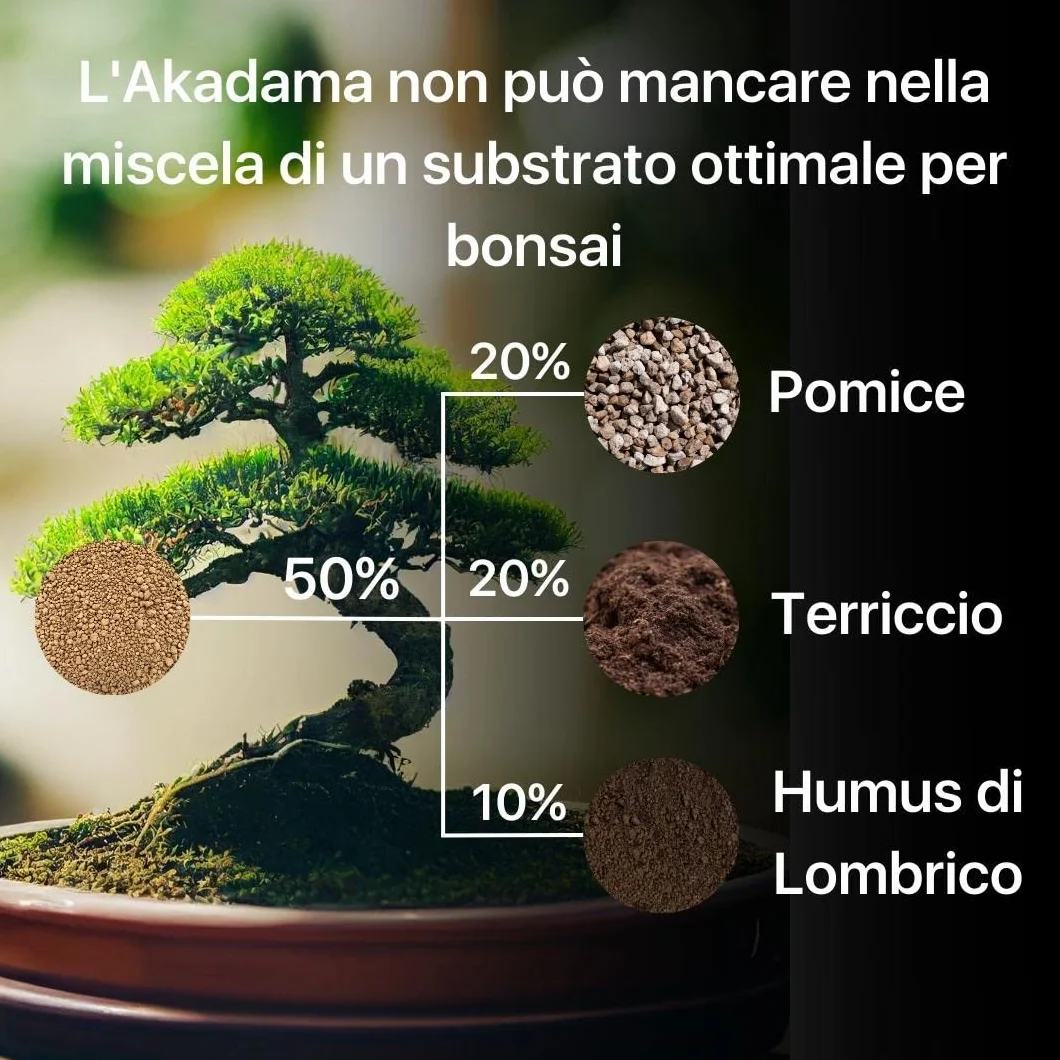 ZOMA Akadama dla profesjonalnego bonsai, ziarna 2-5 mm, japońska glina do bonsai i sukulentów twardych odmian, podłoże wulkaniczne, drenaż i przeciw stagnacji - 1,5 l