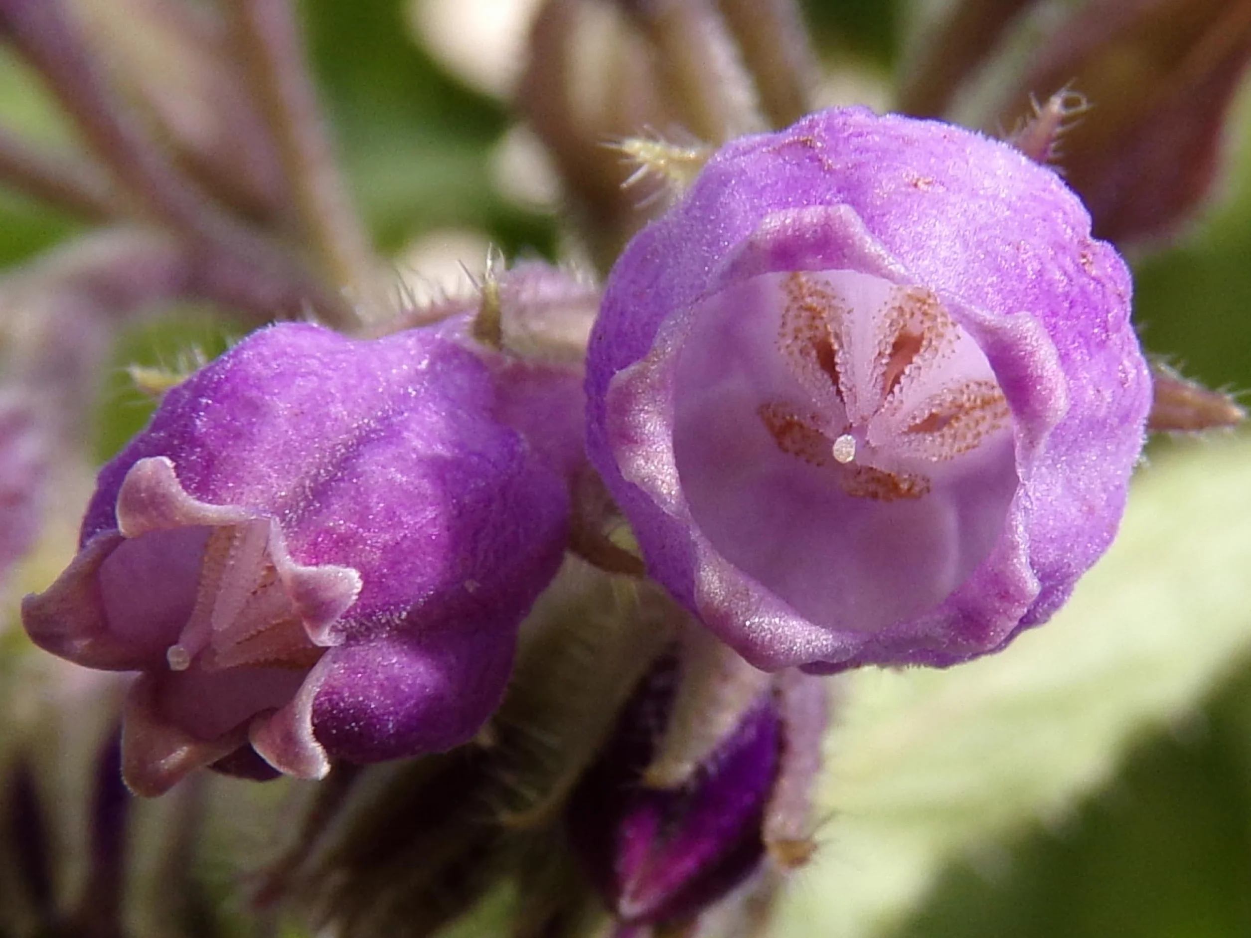 Żywokost NT - Symphytum Officinale (zielony nawóz) SEM14